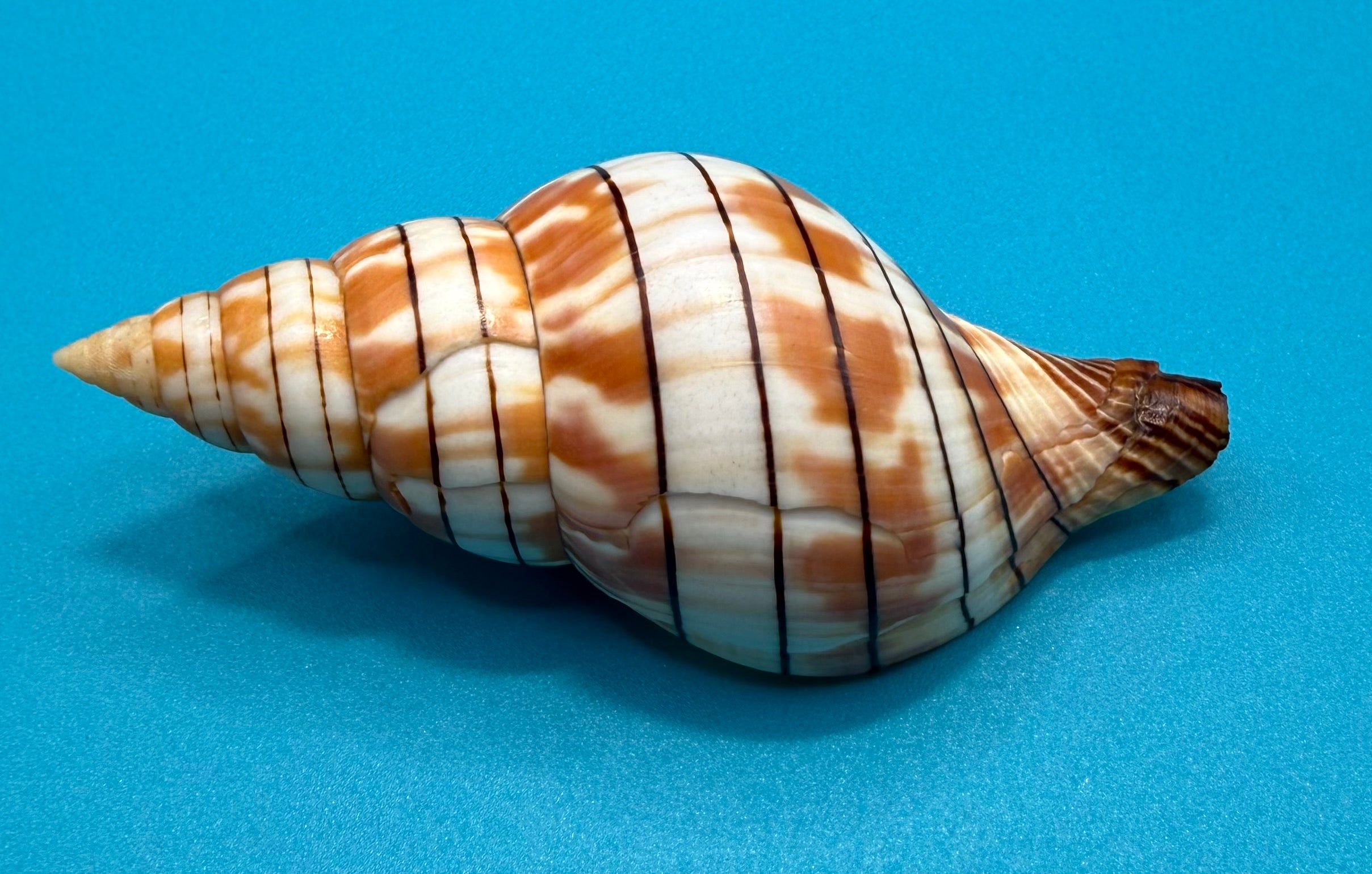 Cinctura tortugana — Tortugas Shell Collection Specimen (92.5mm)