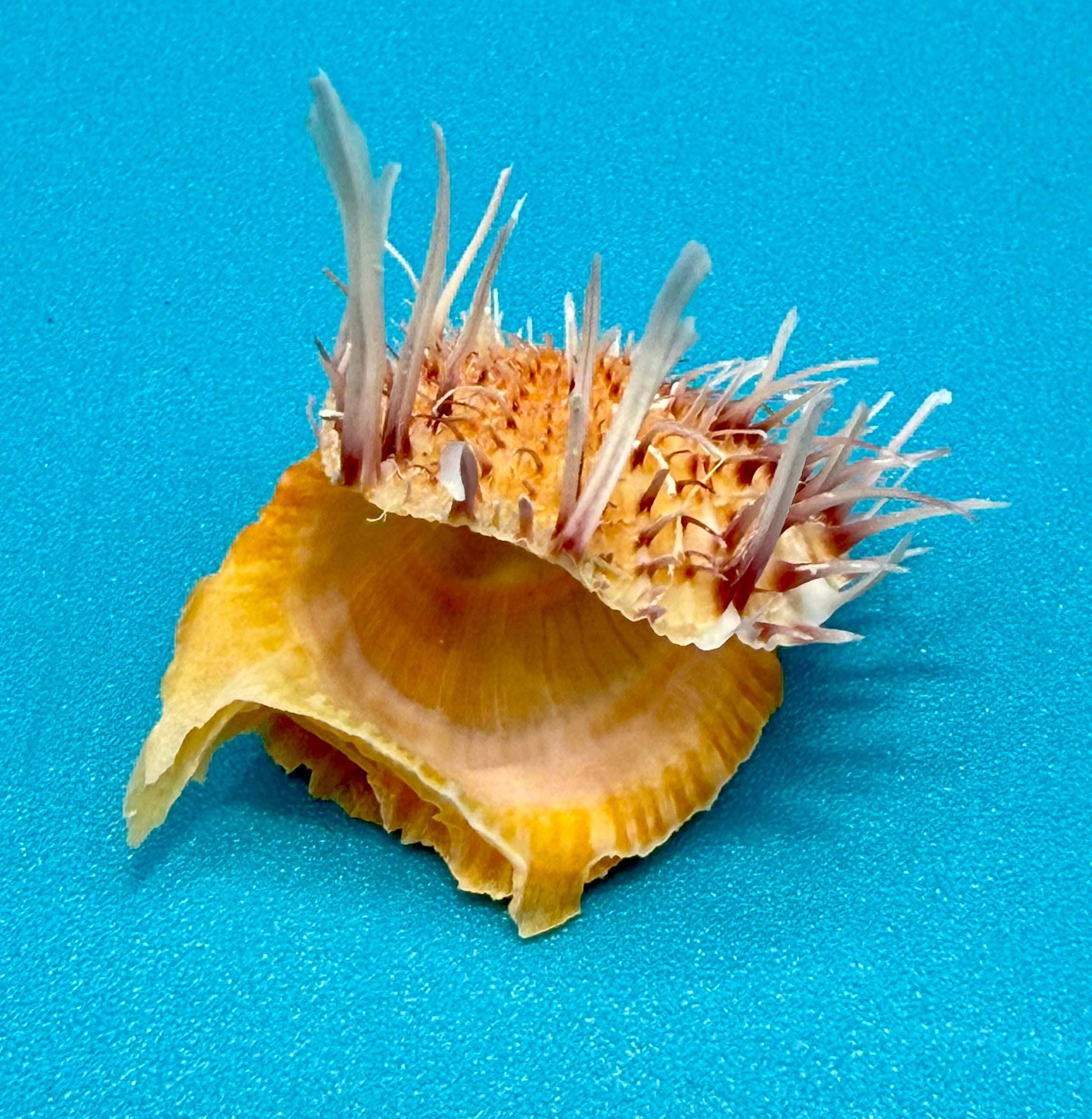Spondylus americanus – Pulley Ridge – Juvenile – 24.8 mm