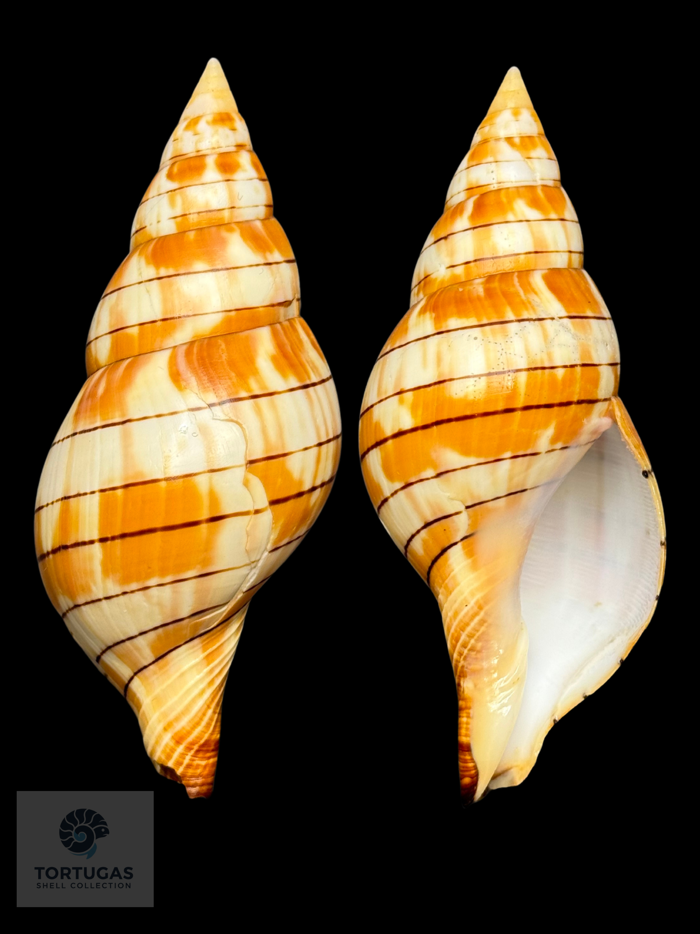 Cinctura tortugana (Hollister, 1957) – TSC #0549FAS