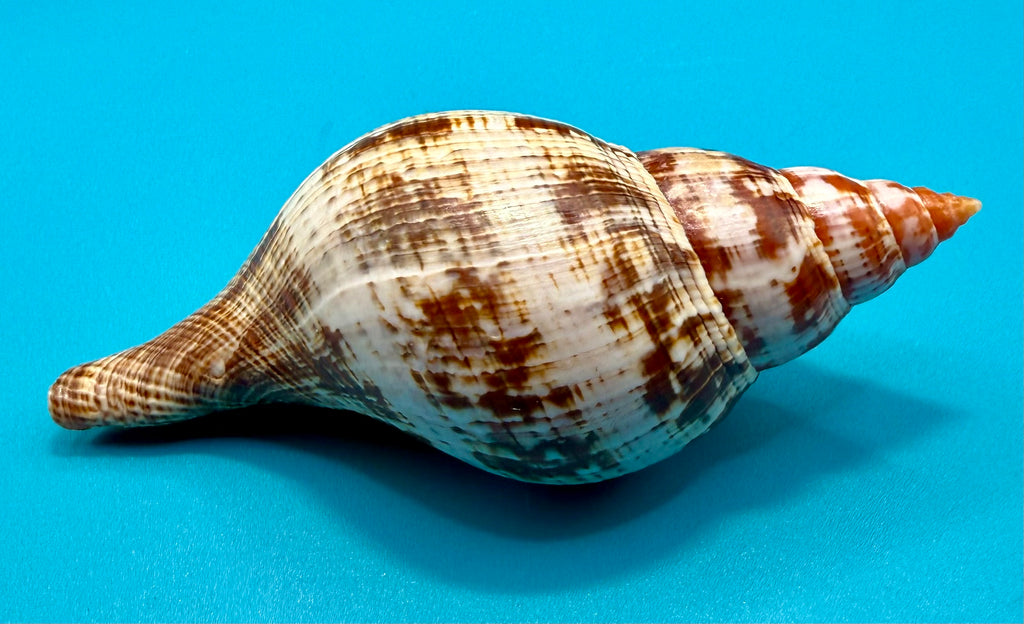 Fasciolaria bittneri – Dry Tortugas – 116.9mm