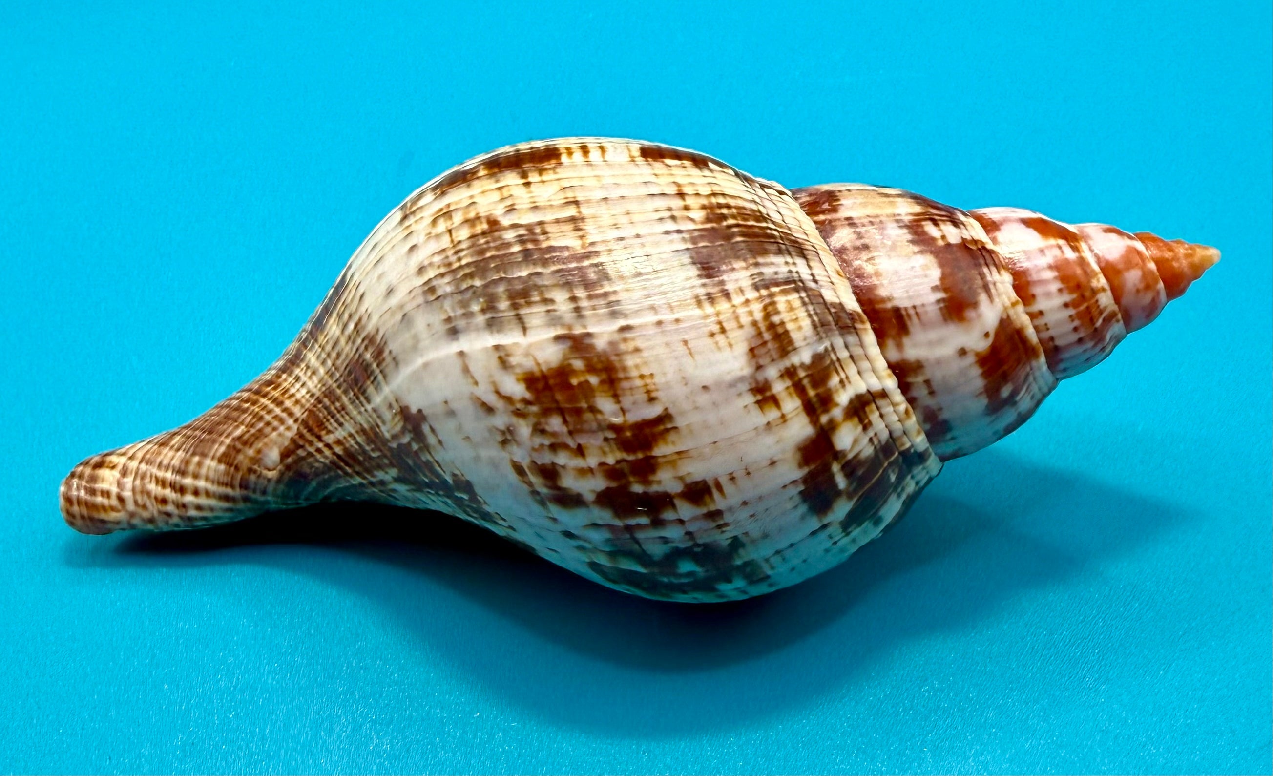 Fasciolaria bittneri – Dry Tortugas – 116.9mm