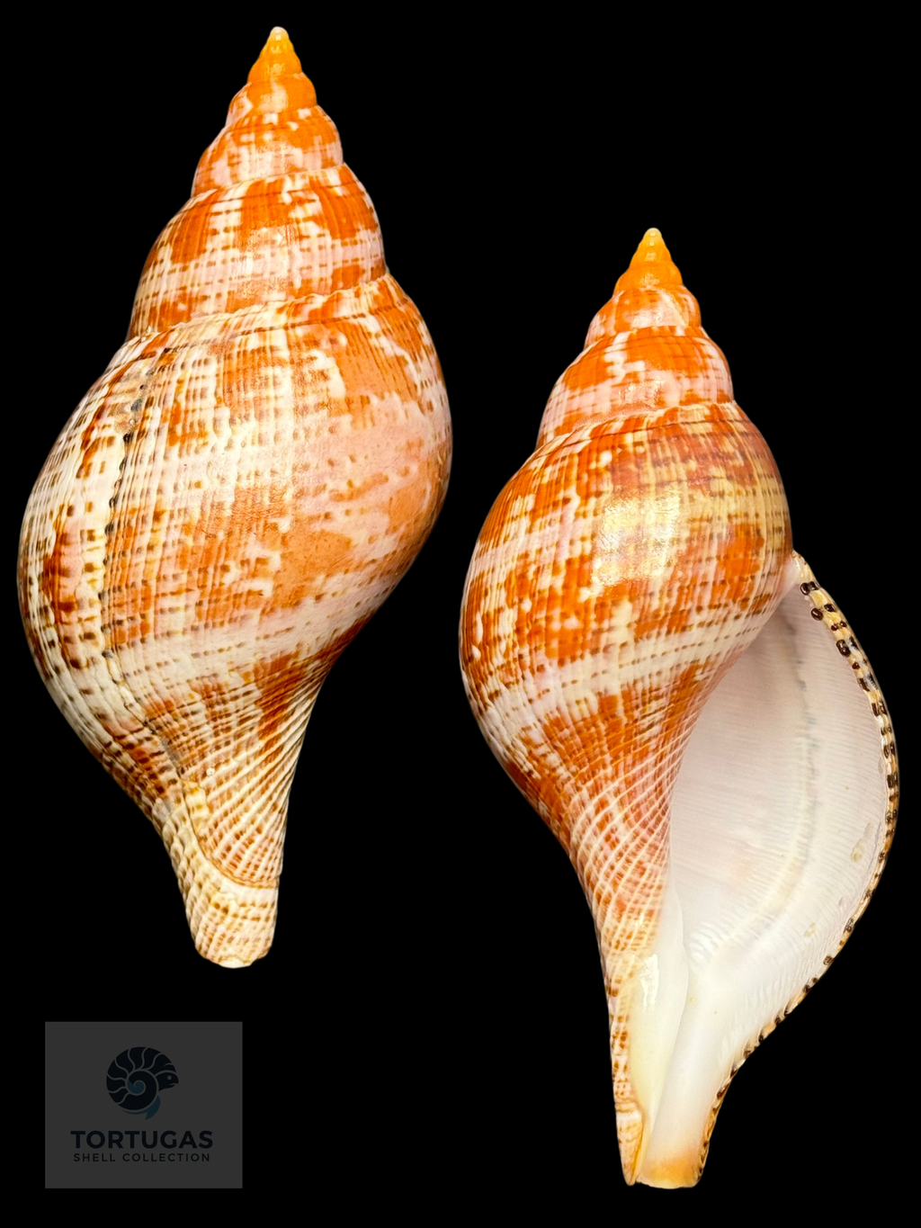 Fasciolaria bittneri Petuch & Berschauer, 2023 122.7mm Dry Tortugas