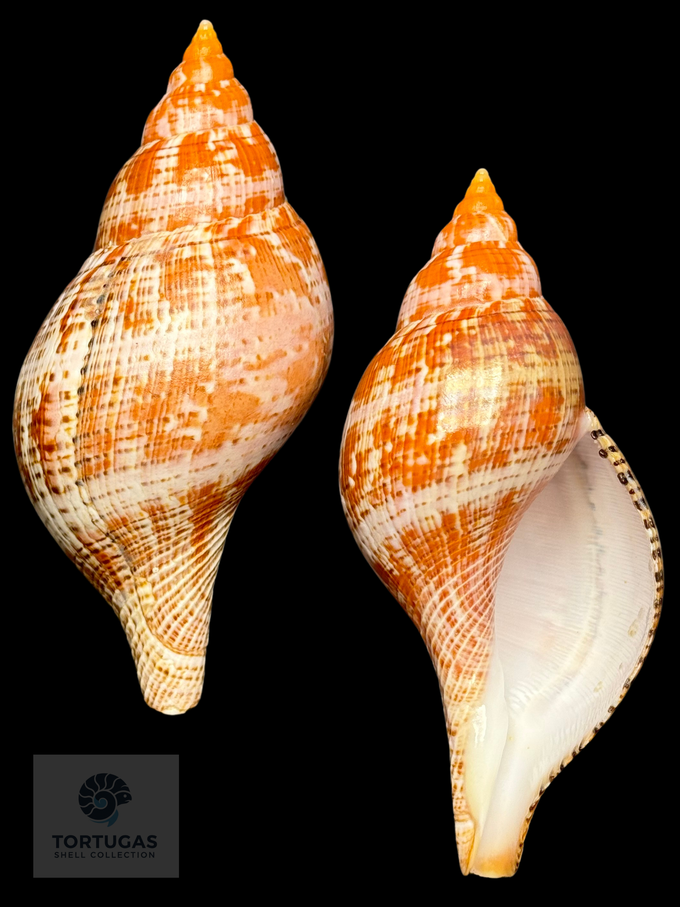 Fasciolaria bittneri Petuch & Berschauer, 2023 122.7mm Dry Tortugas
