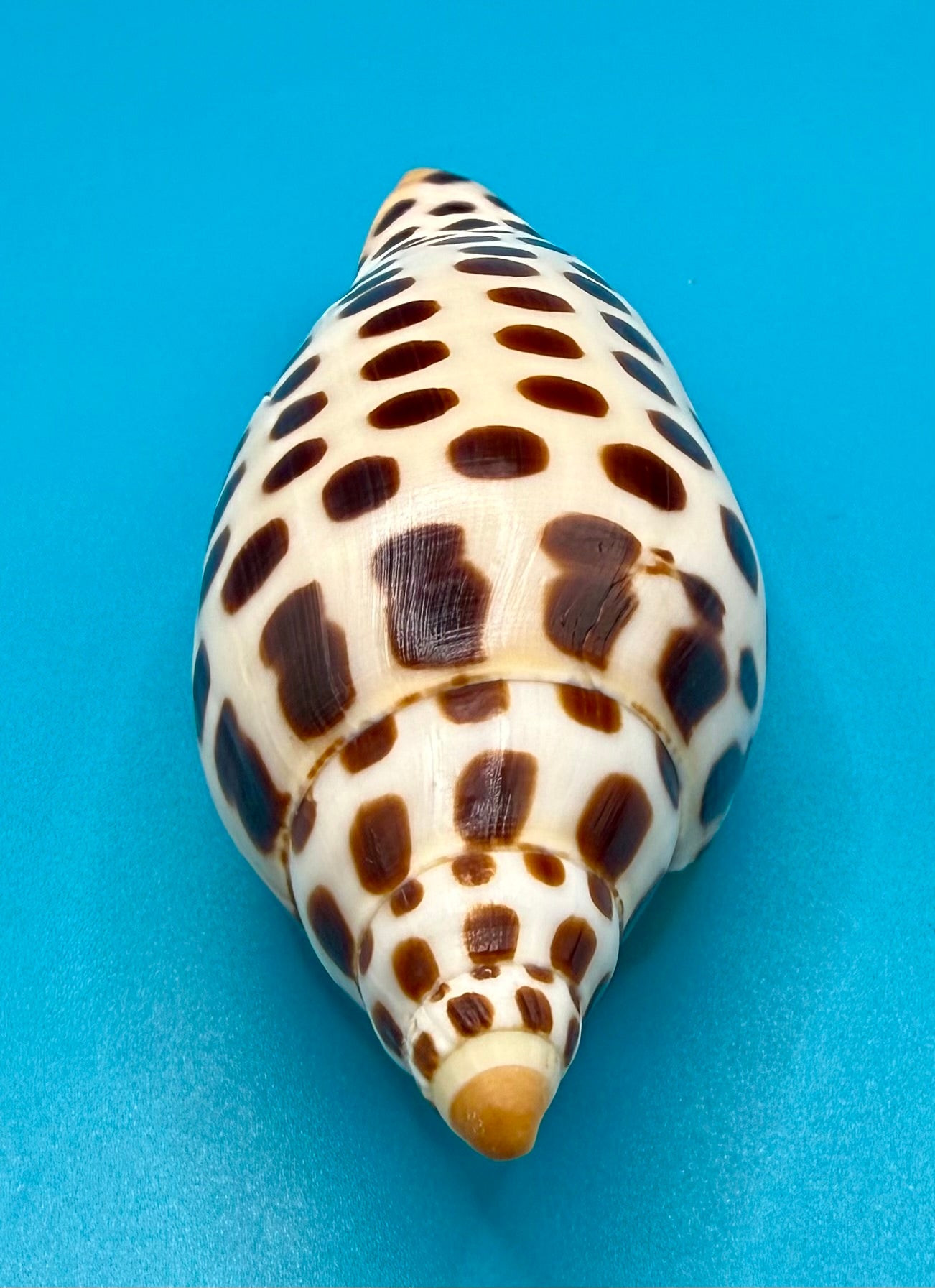 Scaphella junonia 114.8mm – Dry Tortugas Trap Collected – Tortugas Shell Collection