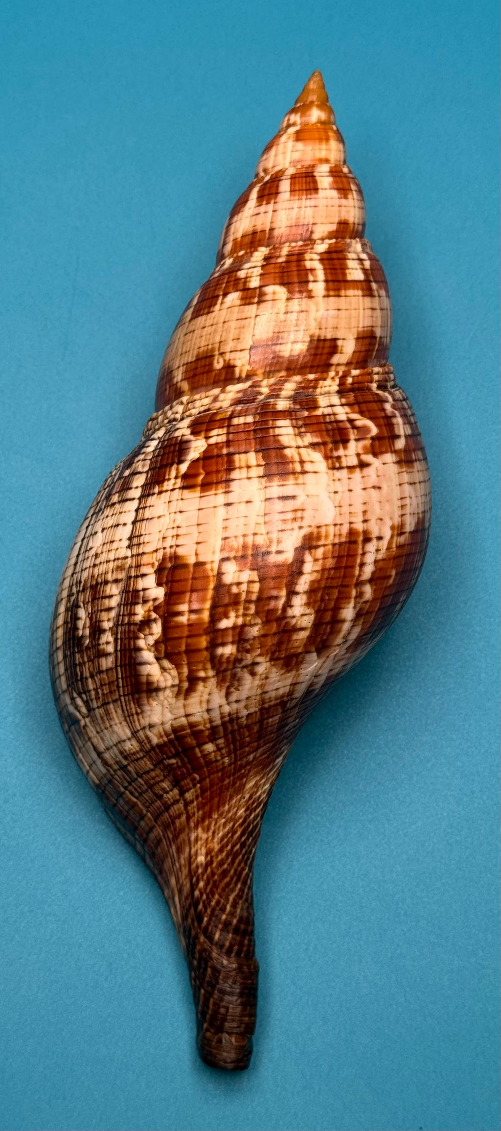 Fasciolaria riverai – Dry Tortugas, FL – 247.6 mm – #0614FAS-TSC
