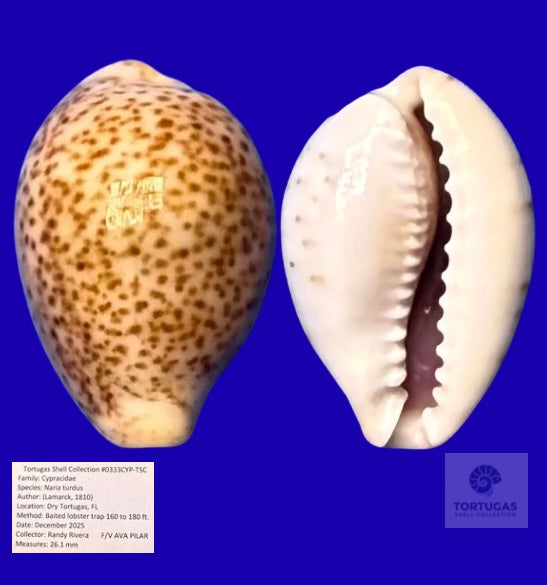 Naria turdus Thrush Cowrie Dry Tortugas 26.1mm Deepwater