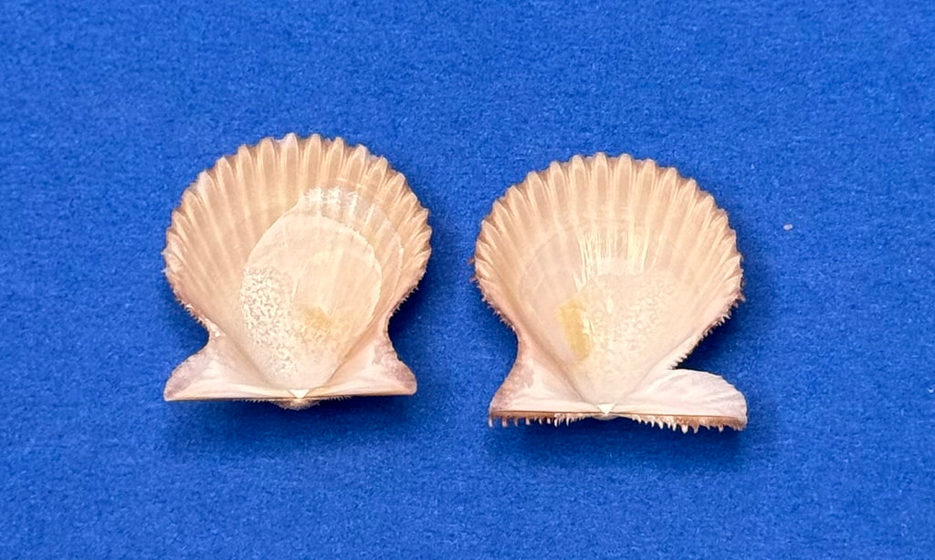 Lindapecten muscosus – Spiny Scallop Matched Pair – Pulley Ridge – 25.4mm