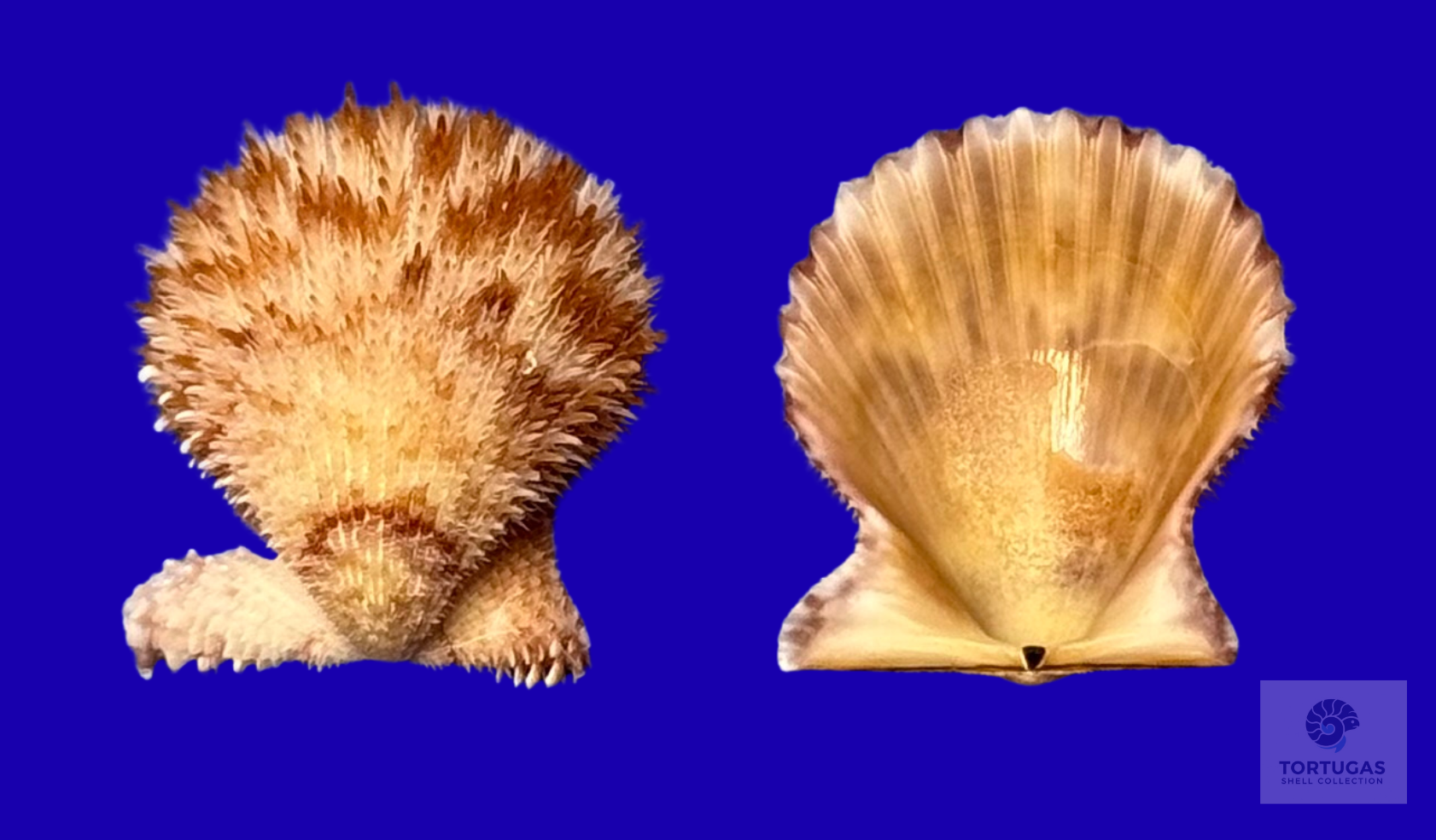 Lindapecten muscosus – Matched Pair – Pulley Ridge – 20.8mm