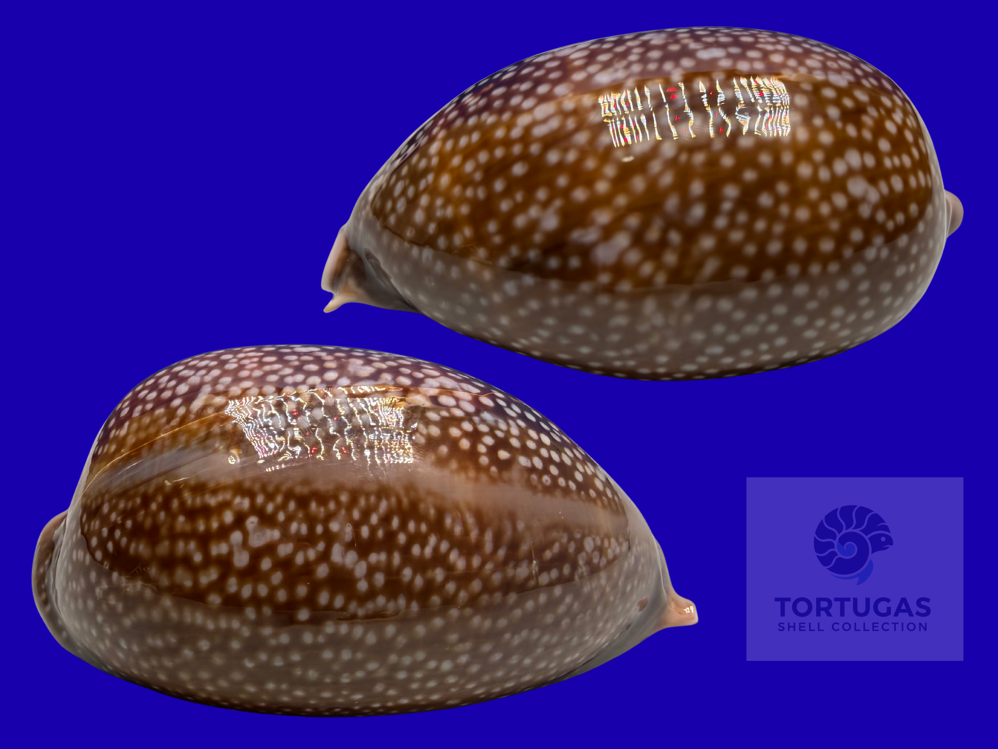 Macrocypraea cervus – Deer Cowrie – Dry Tortugas – 151.0mm – TSC#0695CYP