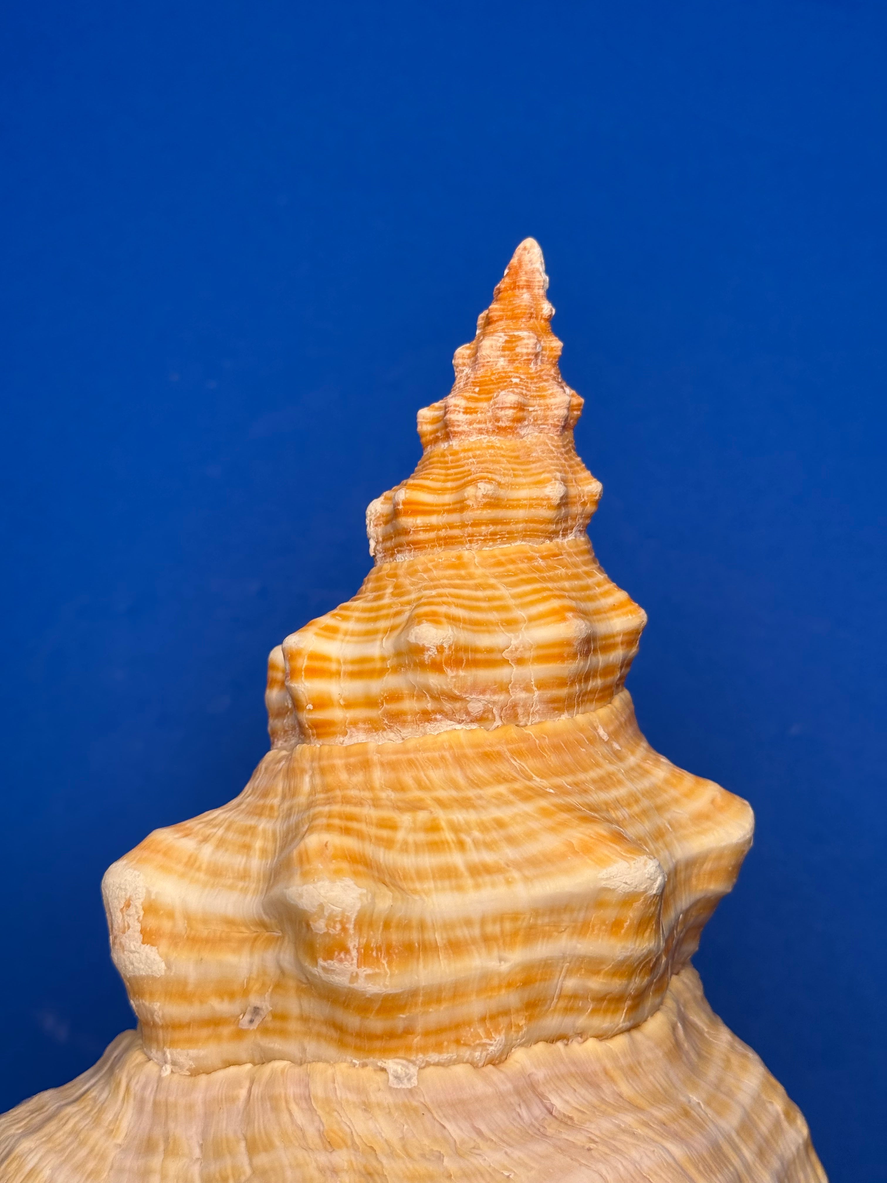 Triplofusus giganteus – Giant Horse Conch – Key West, FL – 419.1 mm – 0646FAS-TSC