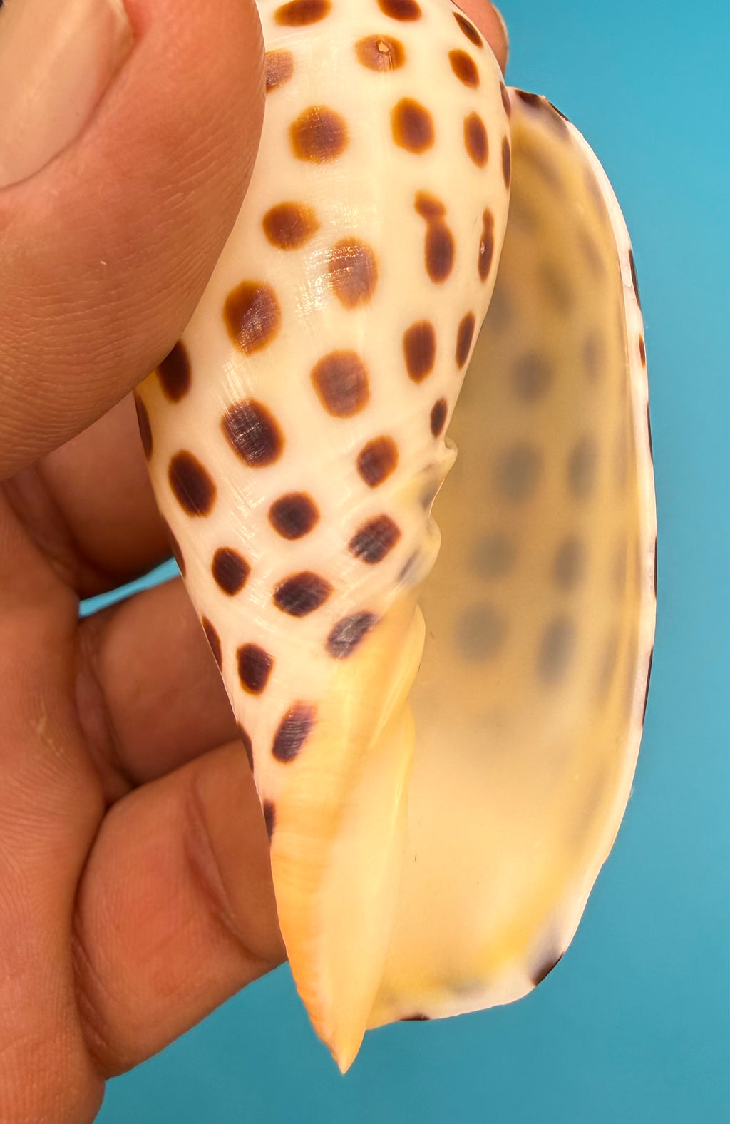 Scaphella mercedesae – Dry Tortugas Volute – 95.2 mm – Recently Described