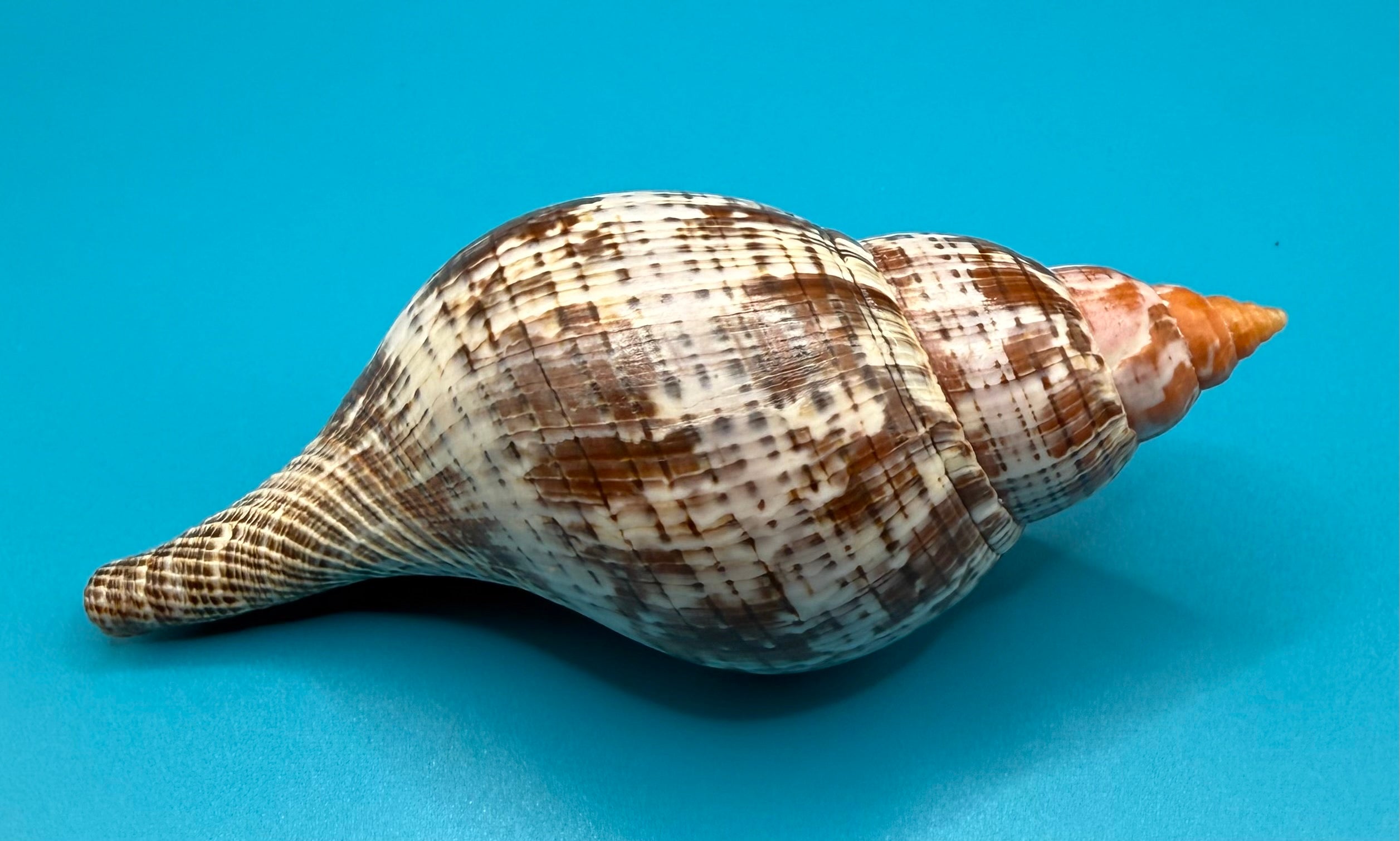 Fasciolaria bittneri 119mm – Recently Described 2023 – Dry Tortugas – Rivera Coll.