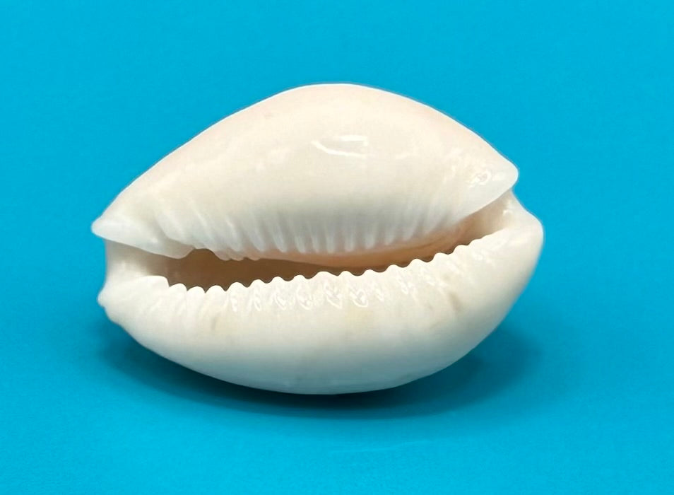 Naria acicularis 25.4mm – Dry Tortugas – Rivera Coll.