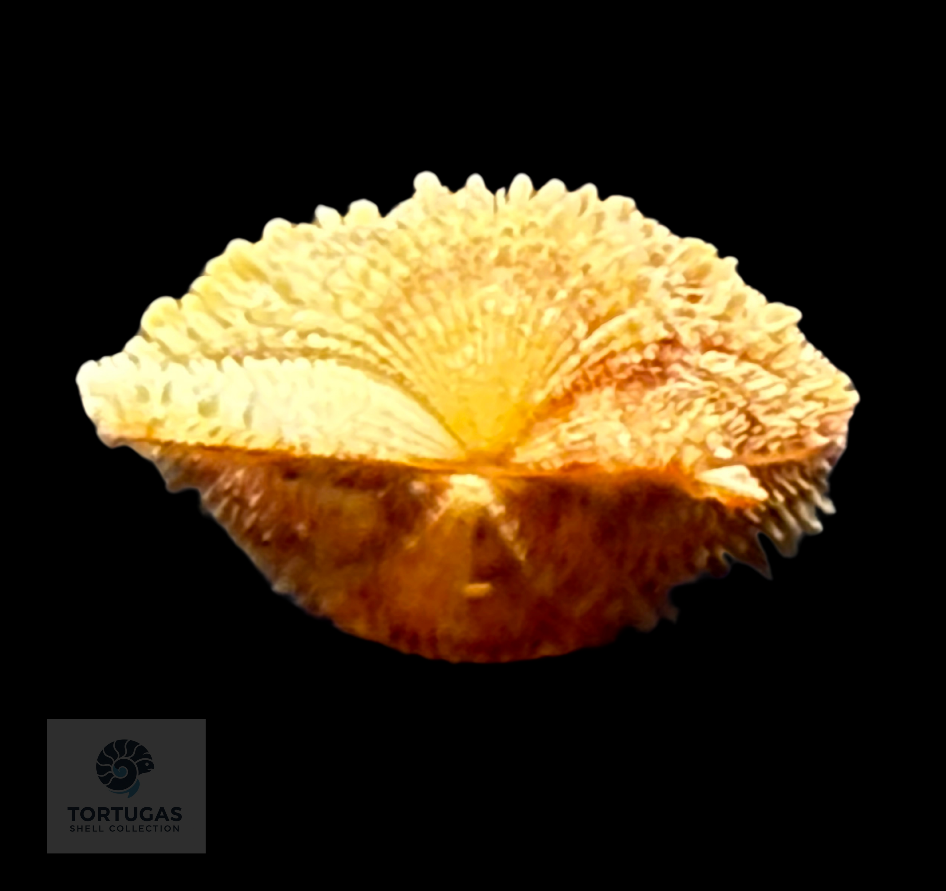 Lindapecten muscosus (W. Wood, 1828) – Matched Pair – 21.6 mm x 19.7 mm – TSC #0655PEC-TSC