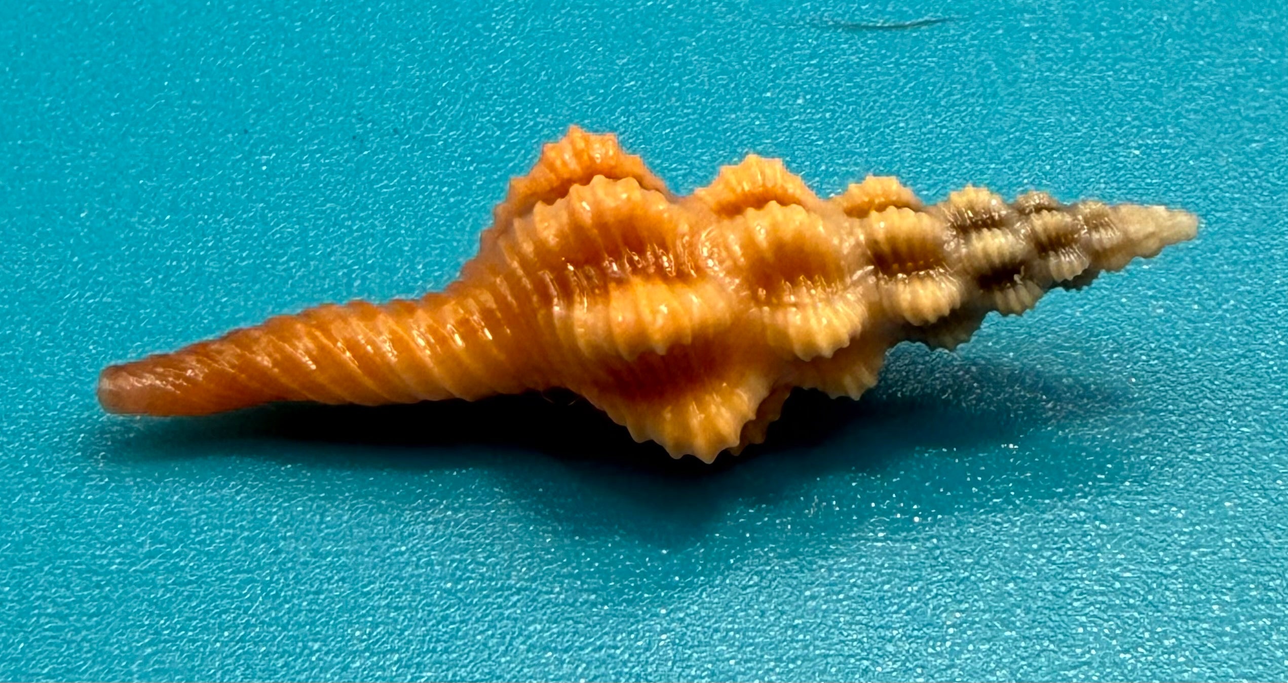 Aristofusus excavatus 29.7mm – Pulley Ridge – Rivera Coll.