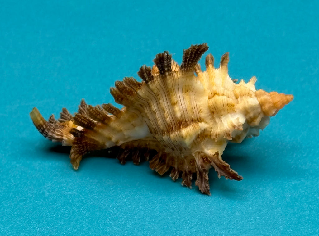 Chicoreus riverai – Dry Tortugas – 39.2 mm – Dark Frond Form – F+++ w/o