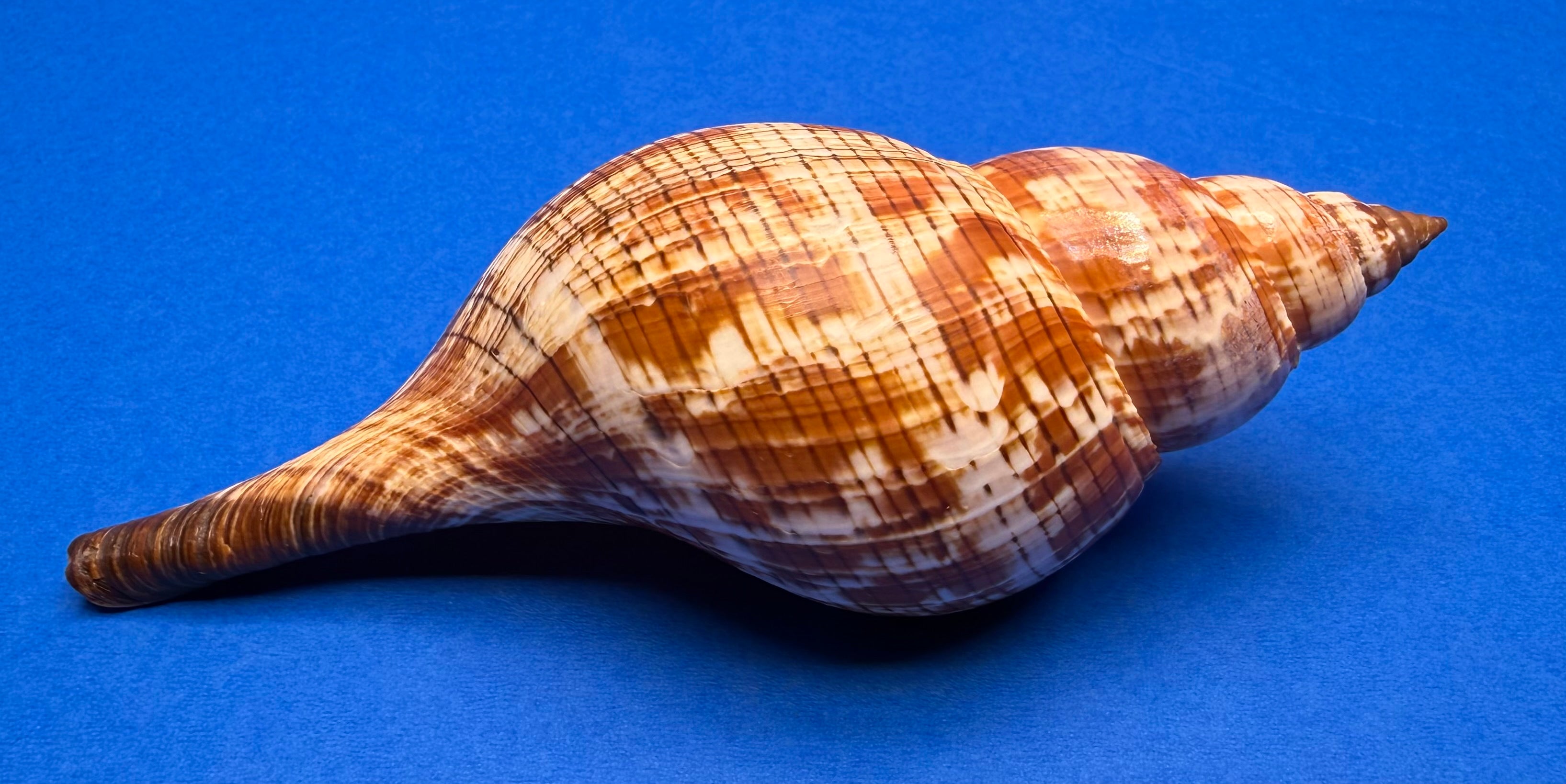 Fasciolaria tulipa – True Tulip – Dry Tortugas FL – 171mm – w/ Operculum