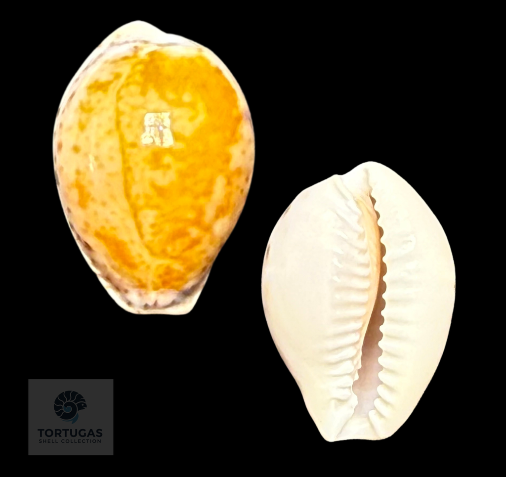 Naria acicularis (Gmelin, 1791) – 21.1 mm