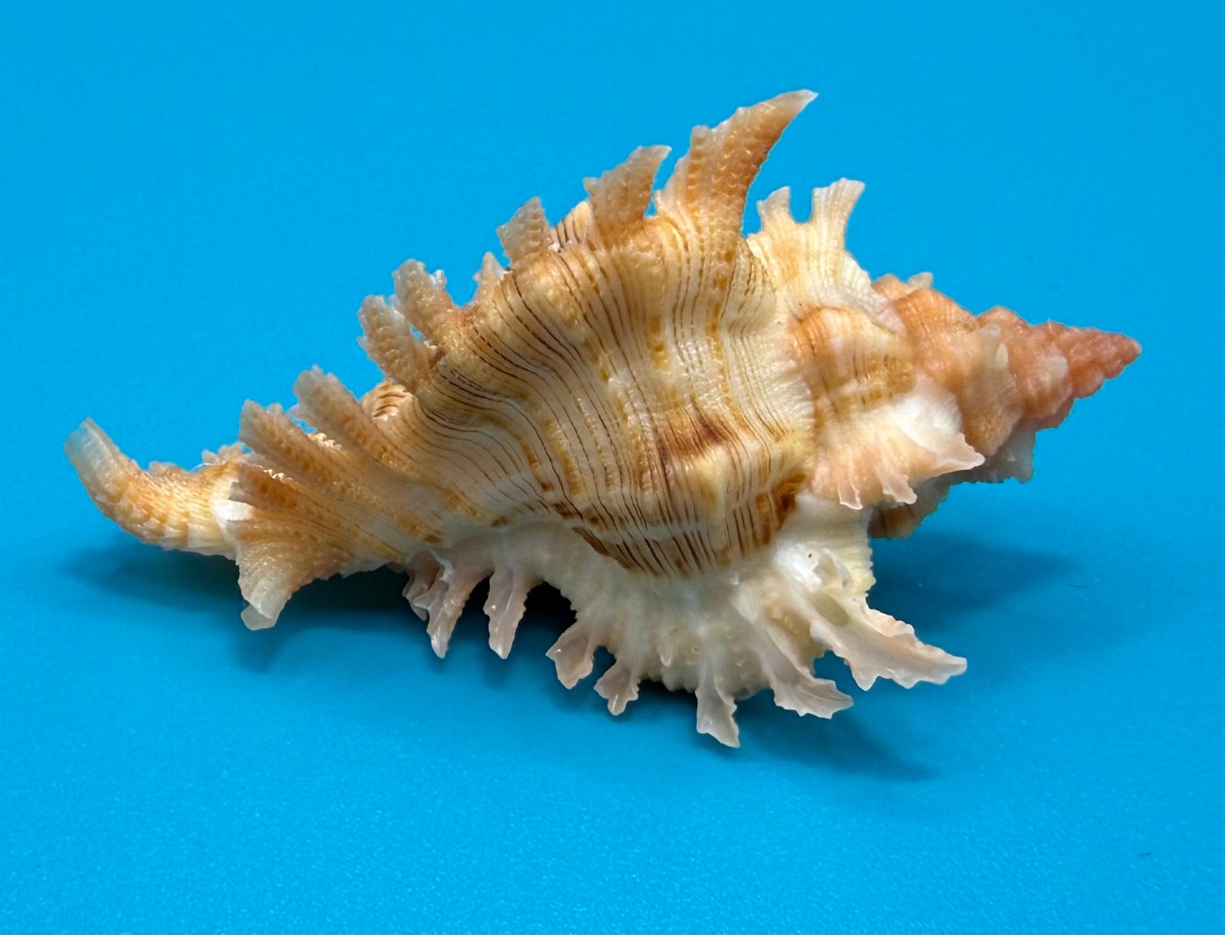 Chicoreus riverai 43.6mm – Pulley Ridge – TSC