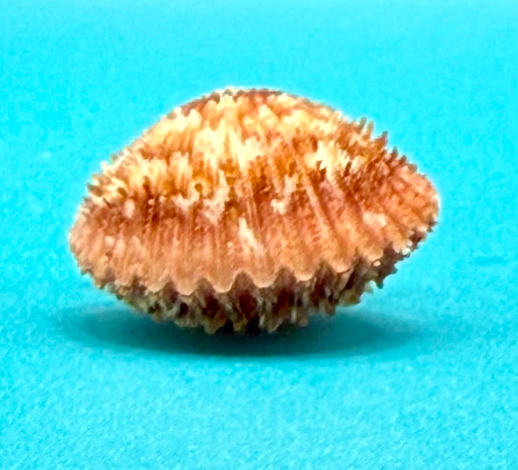 Lindapecten muscosus (W. Wood, 1828) – Pair 30.5mm - Pink Form -Tortugas Shell Collection