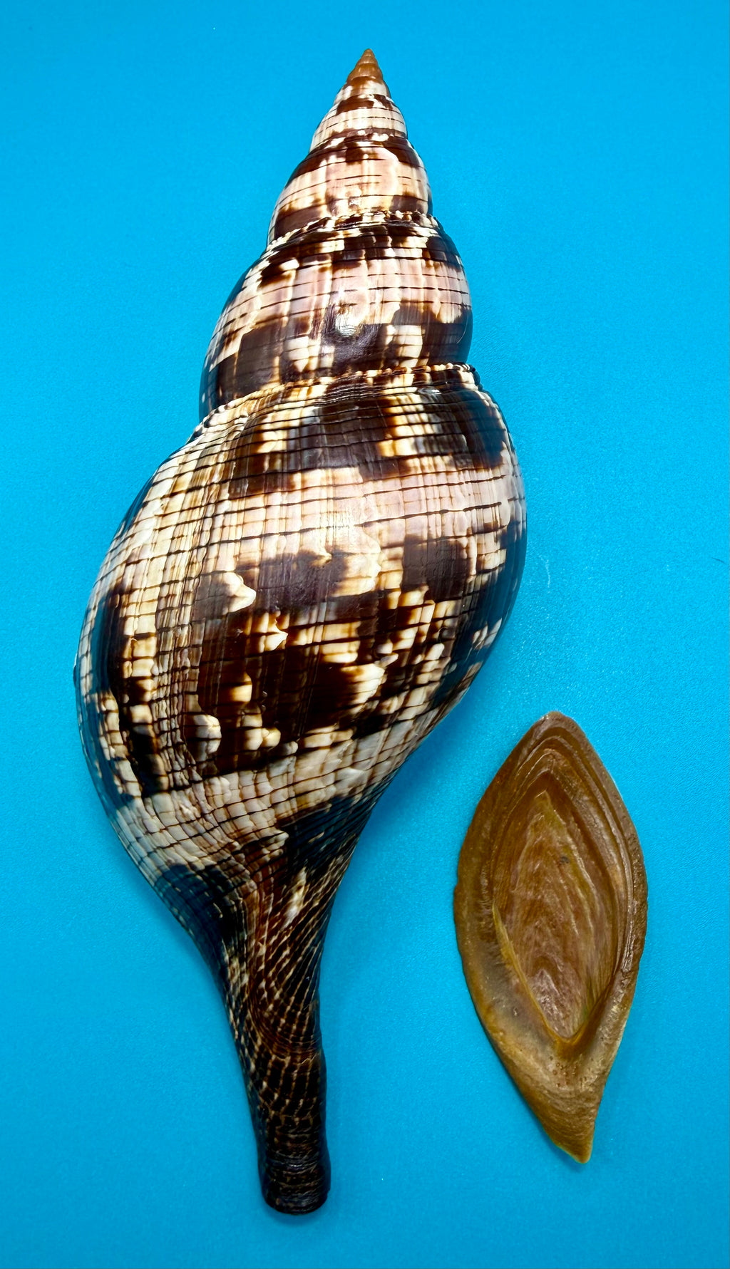 Fasciolaria riverai – Recently described– Dark Form – Dry Tortugas – 209.6mm
