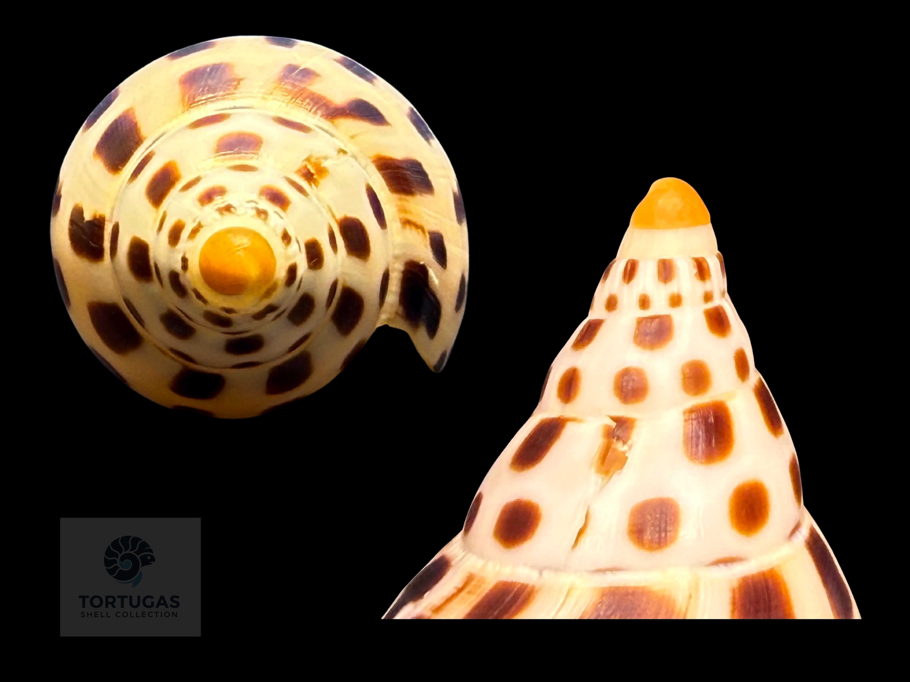 Scaphella mercedesae – 108.7 mm – TSC #0512VOL-TSC