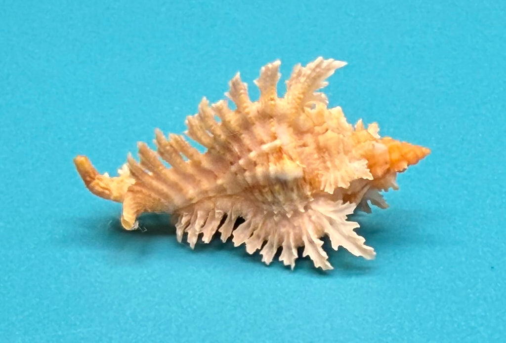 Chicoreus riverai – Dry Tortugas – 44.7mm – F+++ w/o