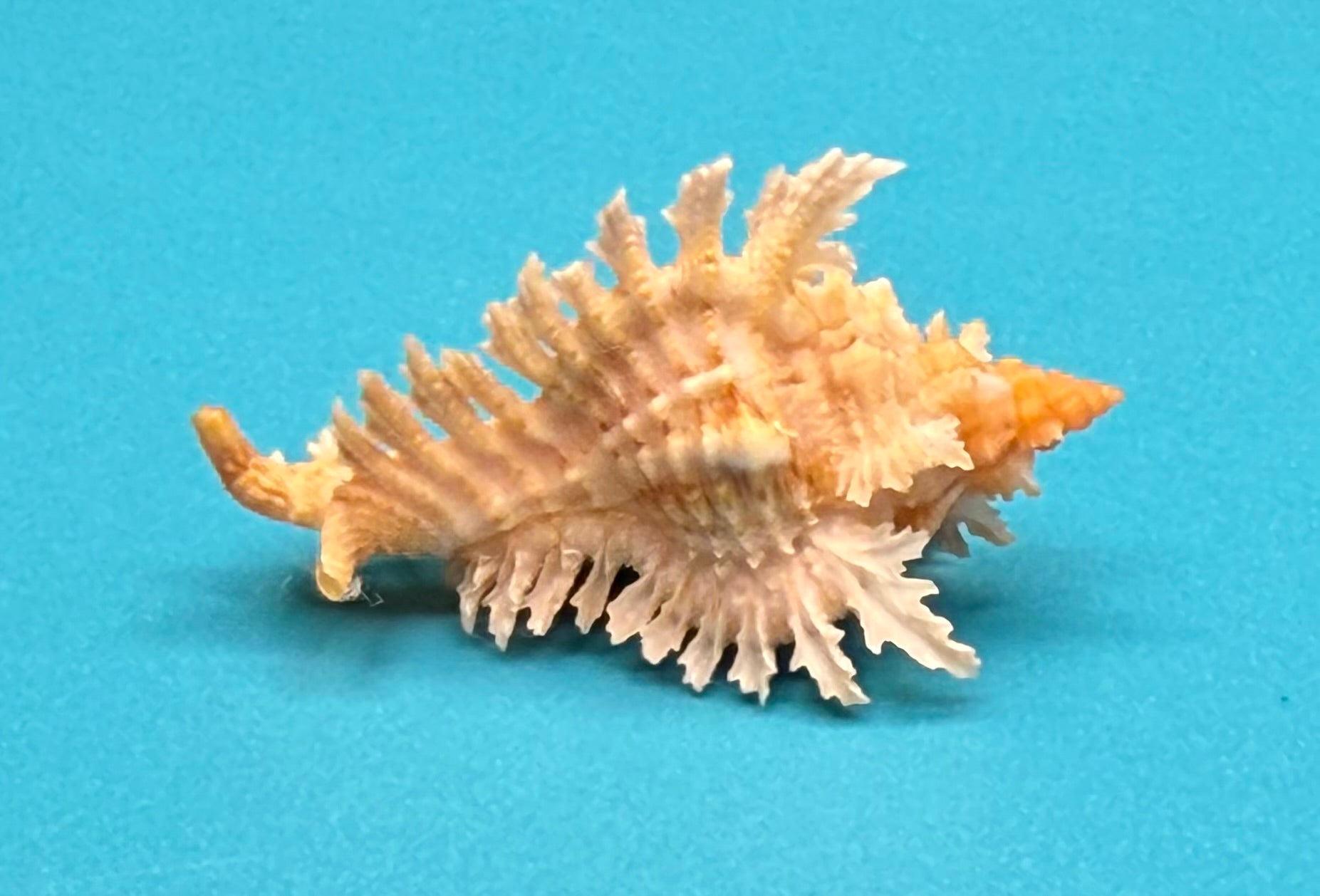 Chicoreus riverai – Dry Tortugas – 44.7mm – F+++ w/o