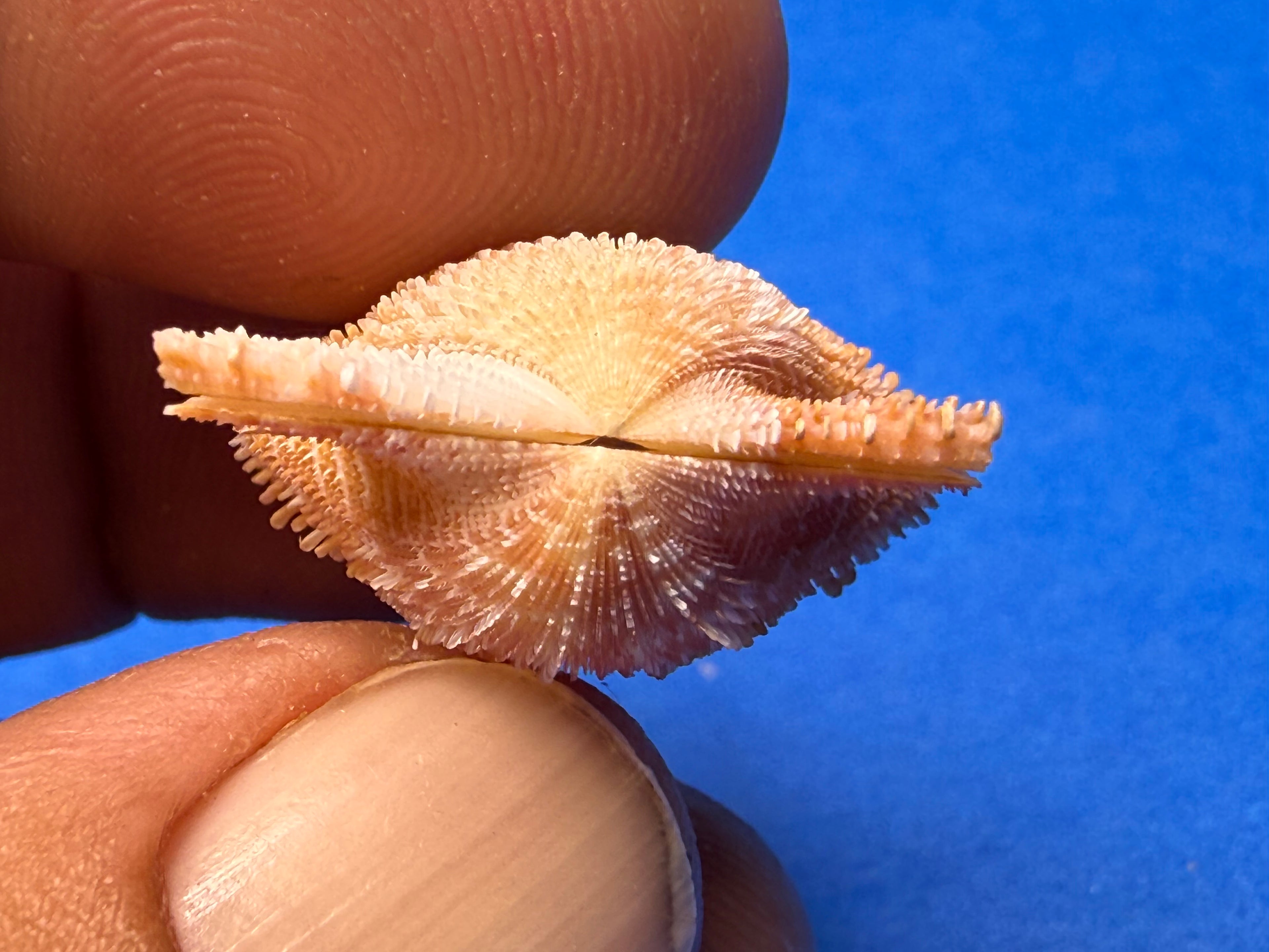 Lindapecten muscosus – Spiny Scallop Matched Pair – Pulley Ridge – 25.4mm