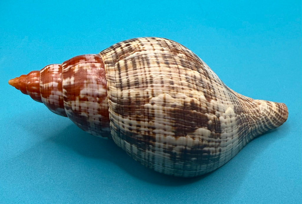 Fasciolaria bittneri – Dry Tortugas – 113.5mm