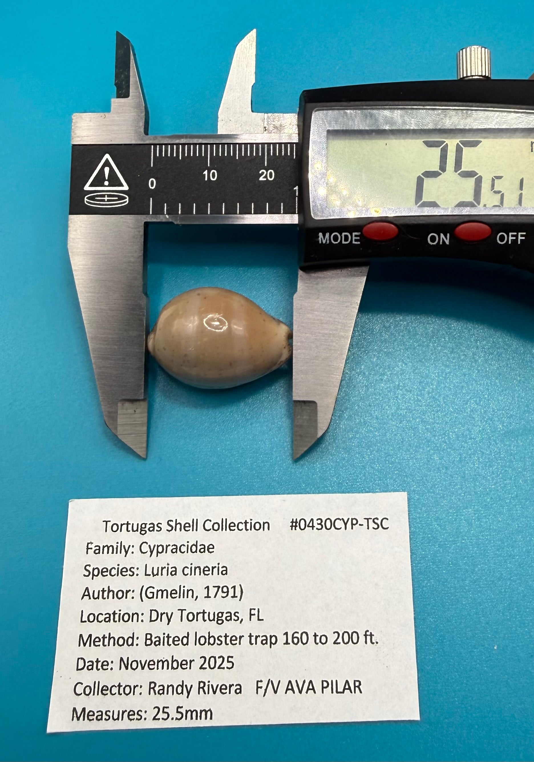 Luria cineria 25.5mm – Dry Tortugas – Rivera Coll.