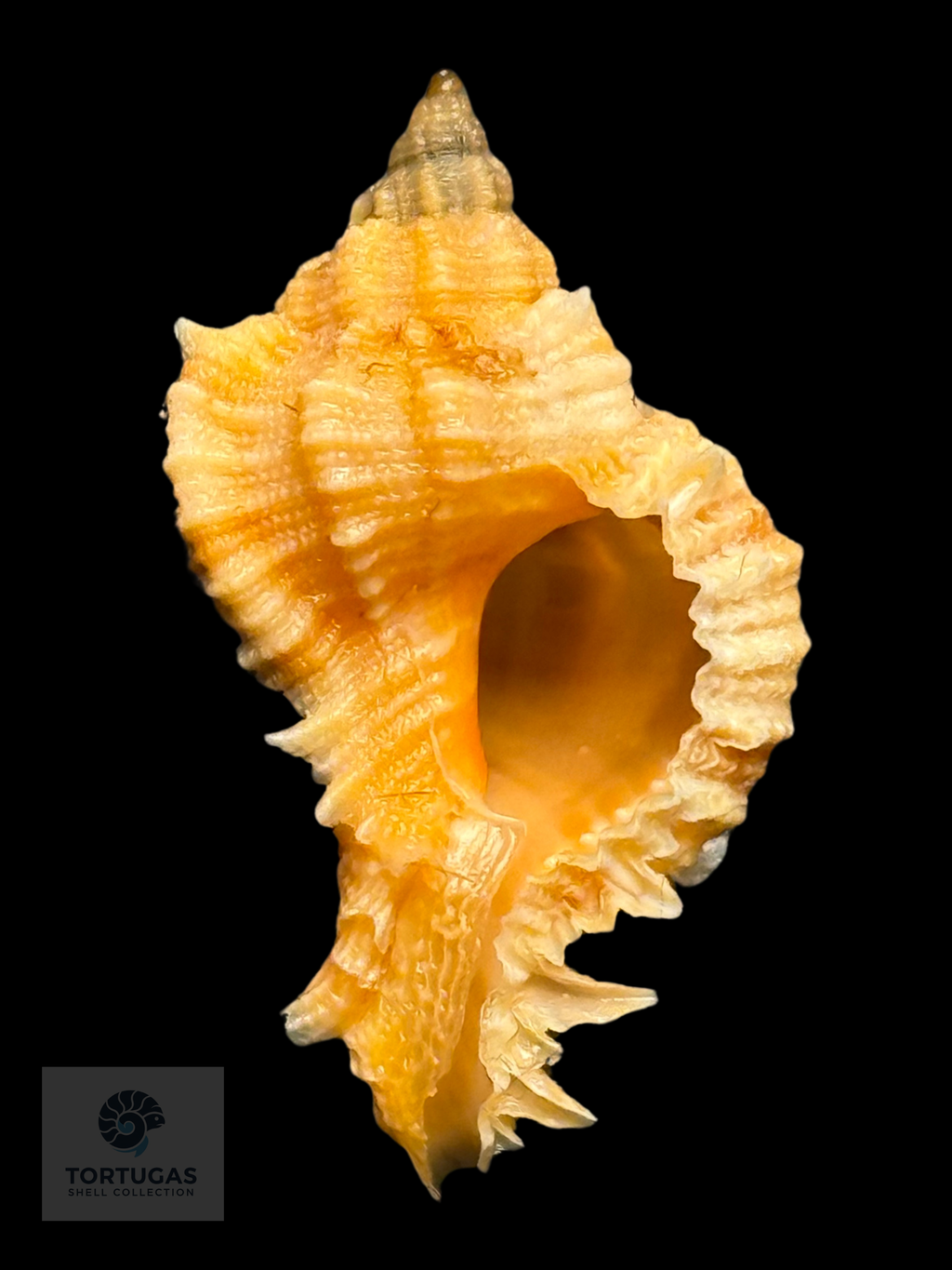Phyllonotus whymani Petuch & Sargent, 2011 TSC#0789