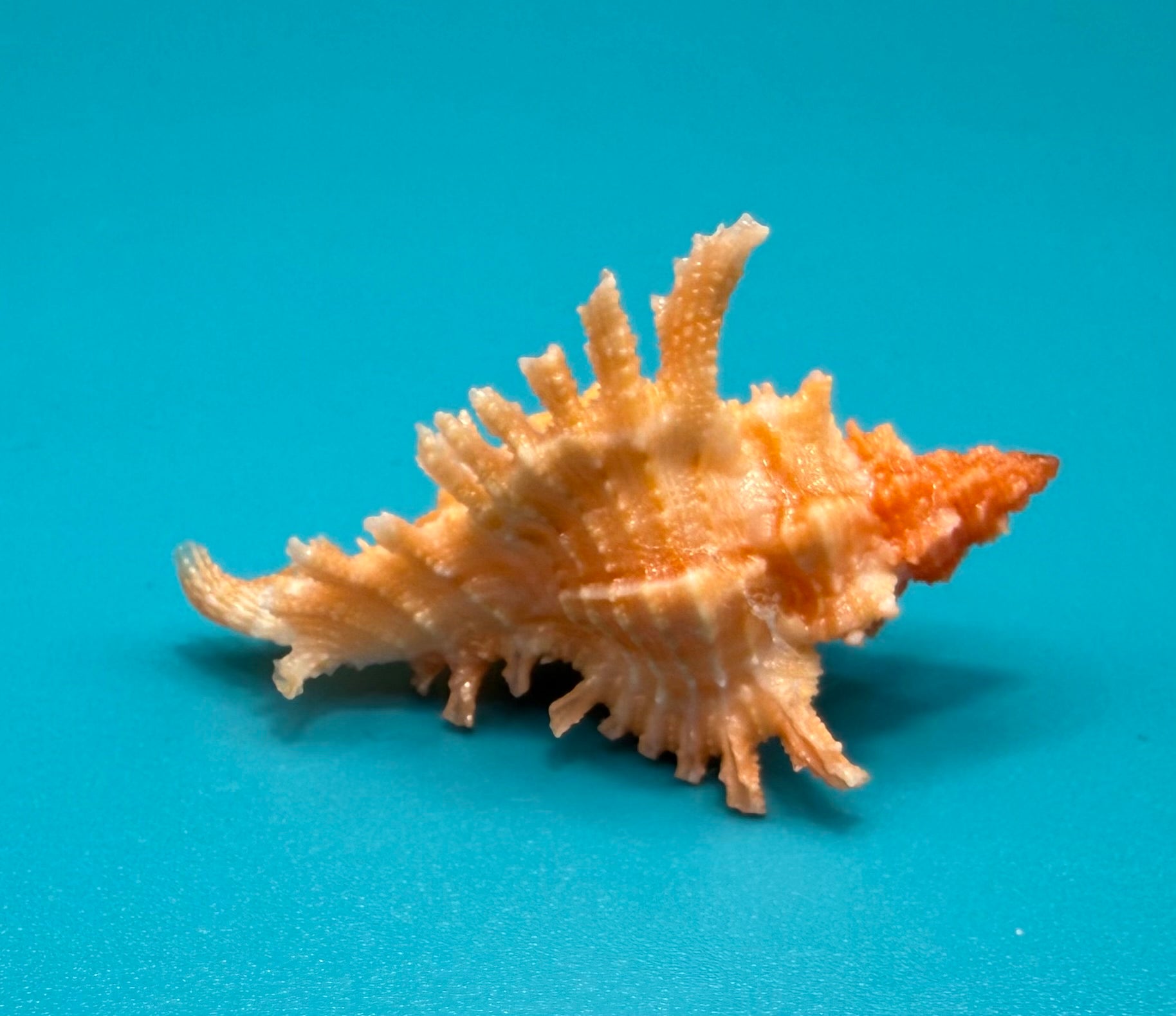 Chicoreus riverai 38.4mm – Pulley Ridge – TSC