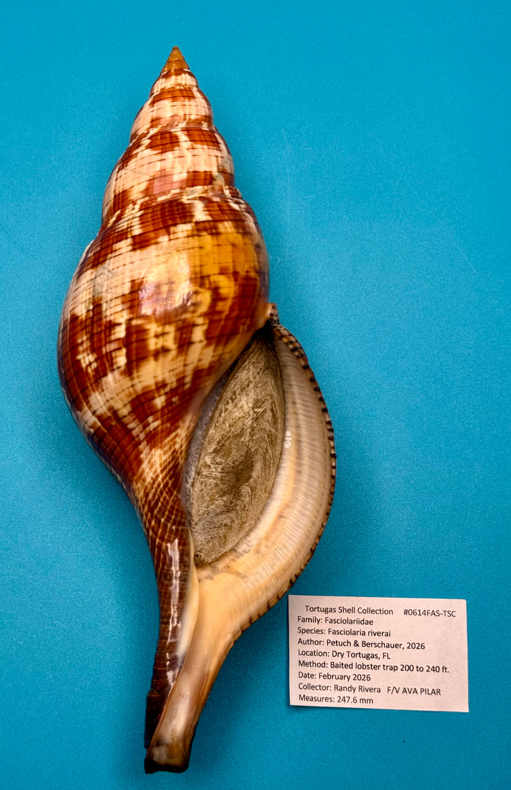 Fasciolaria riverai – Dry Tortugas, FL – 247.6 mm – #0614FAS-TSC