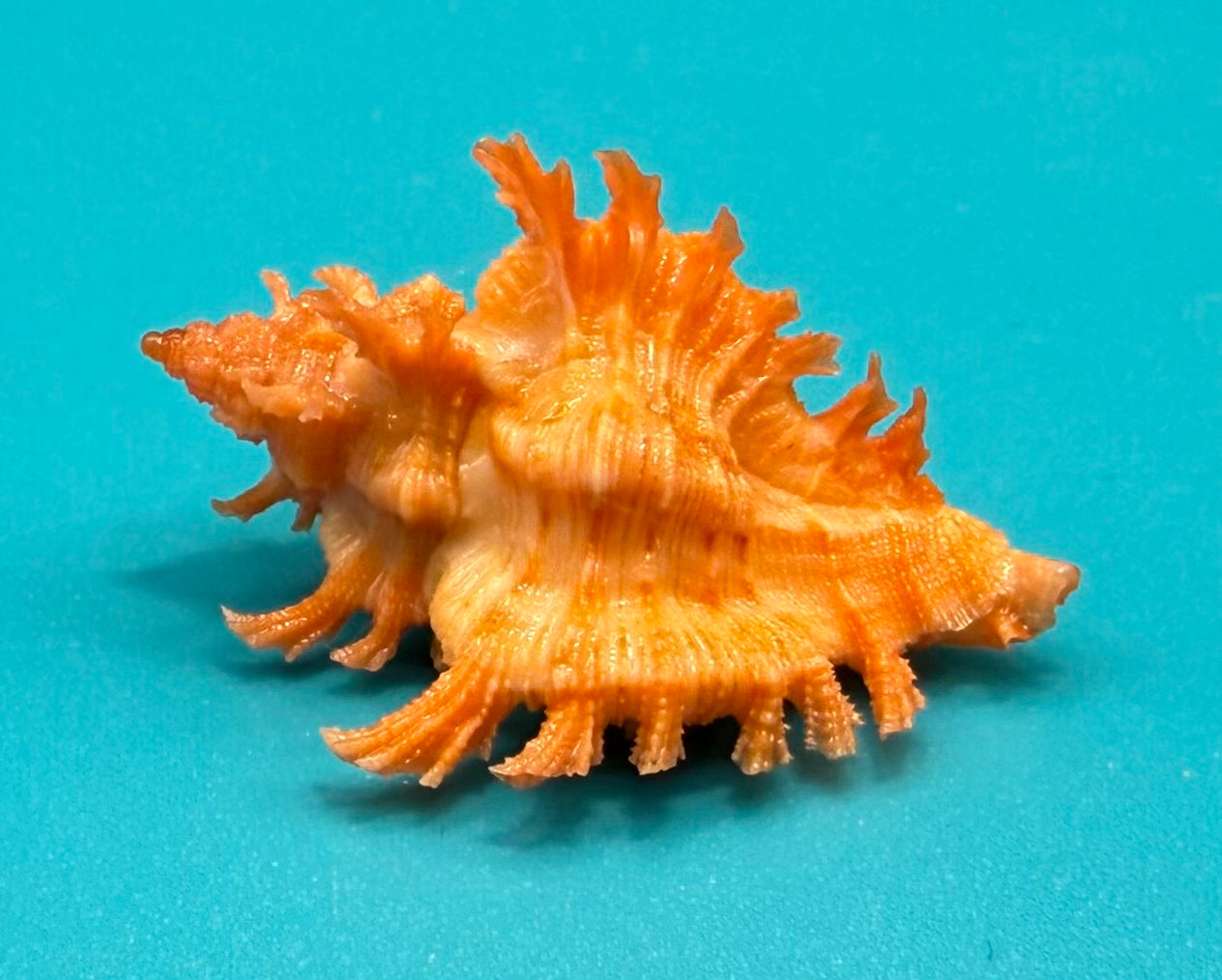 Chicoreus rachelcarsonae 30.2mm – Pulley Ridge, Dry Tortugas – TSC