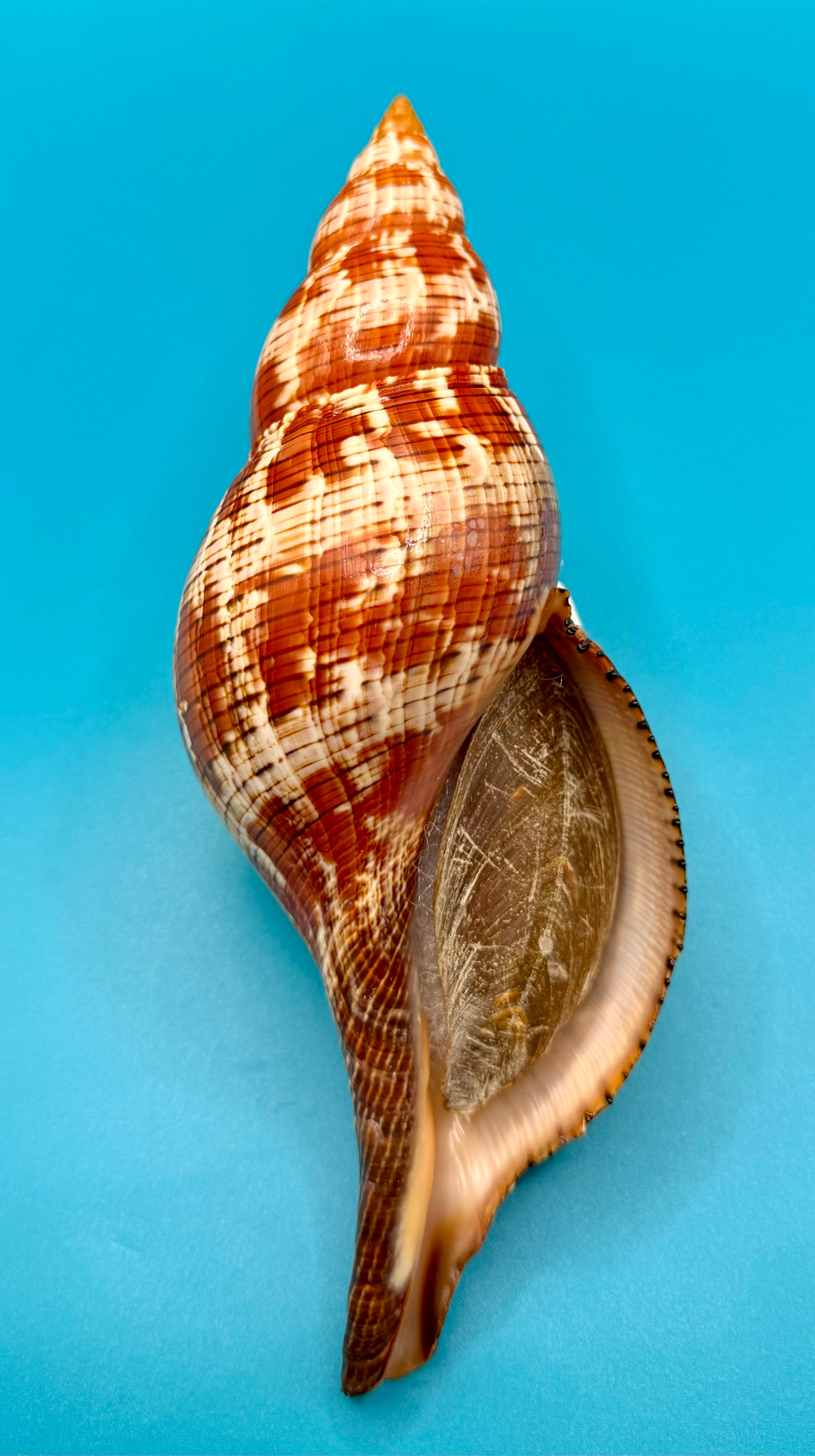 Fasciolaria riverai 206.3mm – Recently Described 2026 – Named After the Collector – Tortuga Terrace – Rivera Provenance