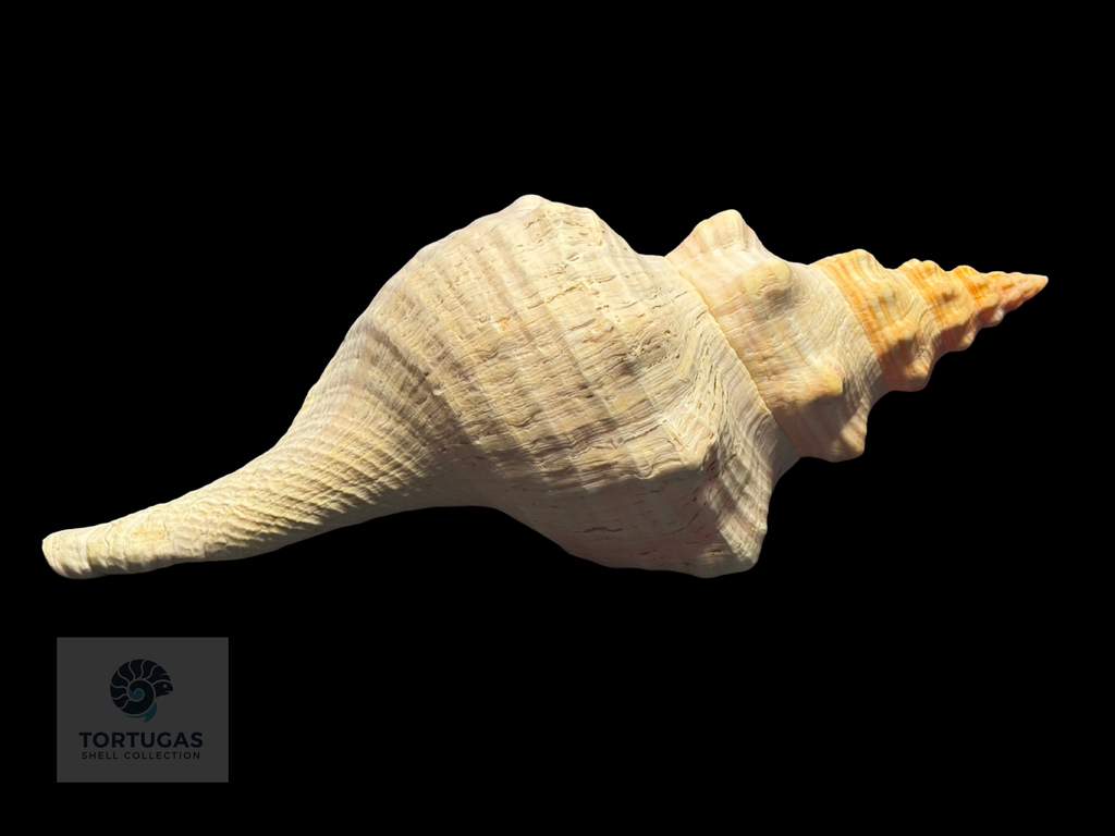 Triplofusus giganteus – Horse Conch – 16.22” (412 mm) – Operculum Included