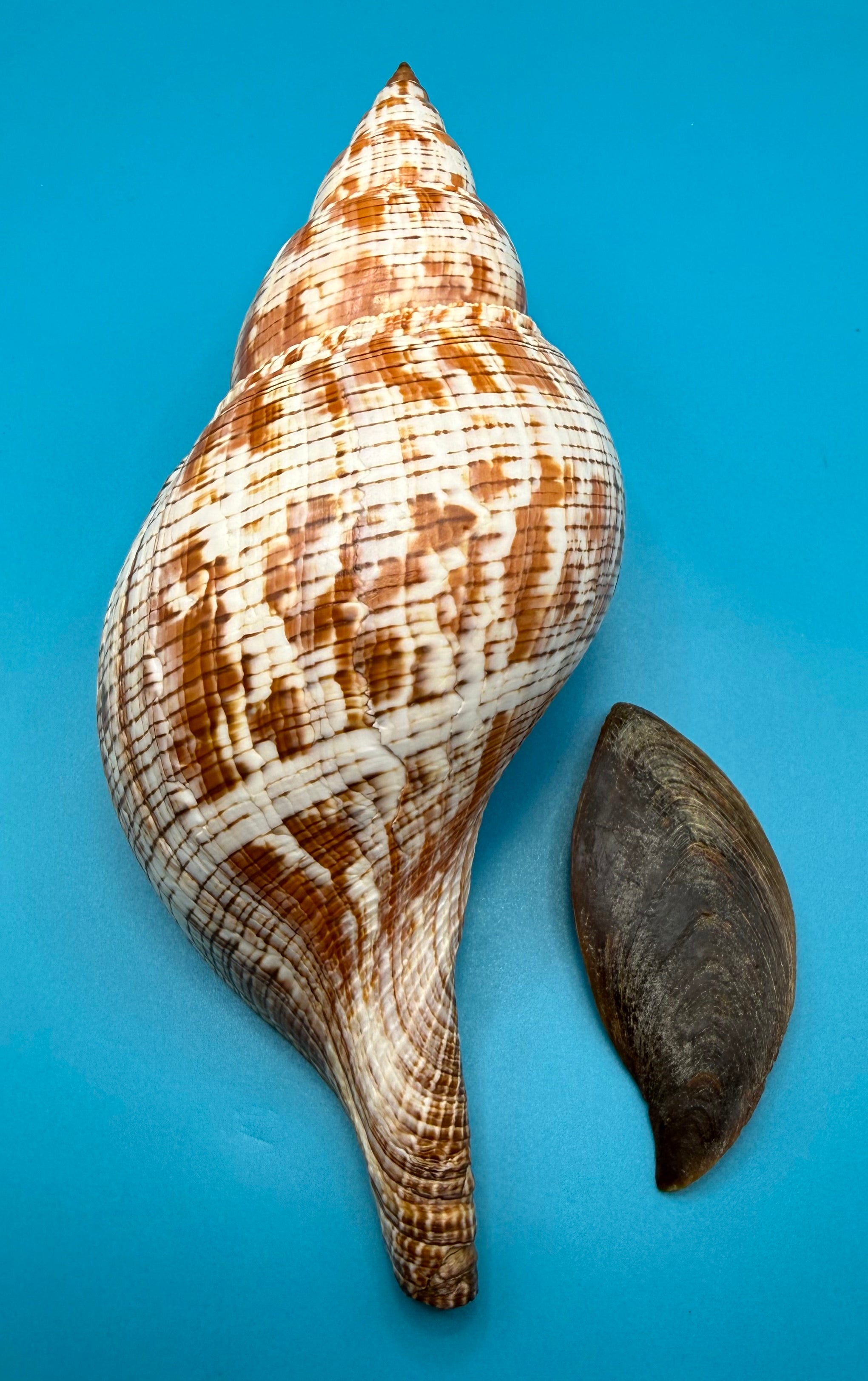 Fasciolaria tulipa 219mm – Giant Tulip – Dry Tortugas Trap Collected – TSC Coll