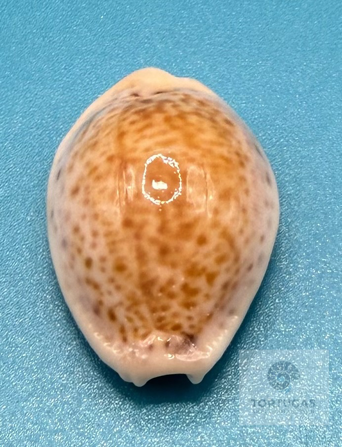 Naria acicularis 25.4mm – Dry Tortugas – Rivera Coll.