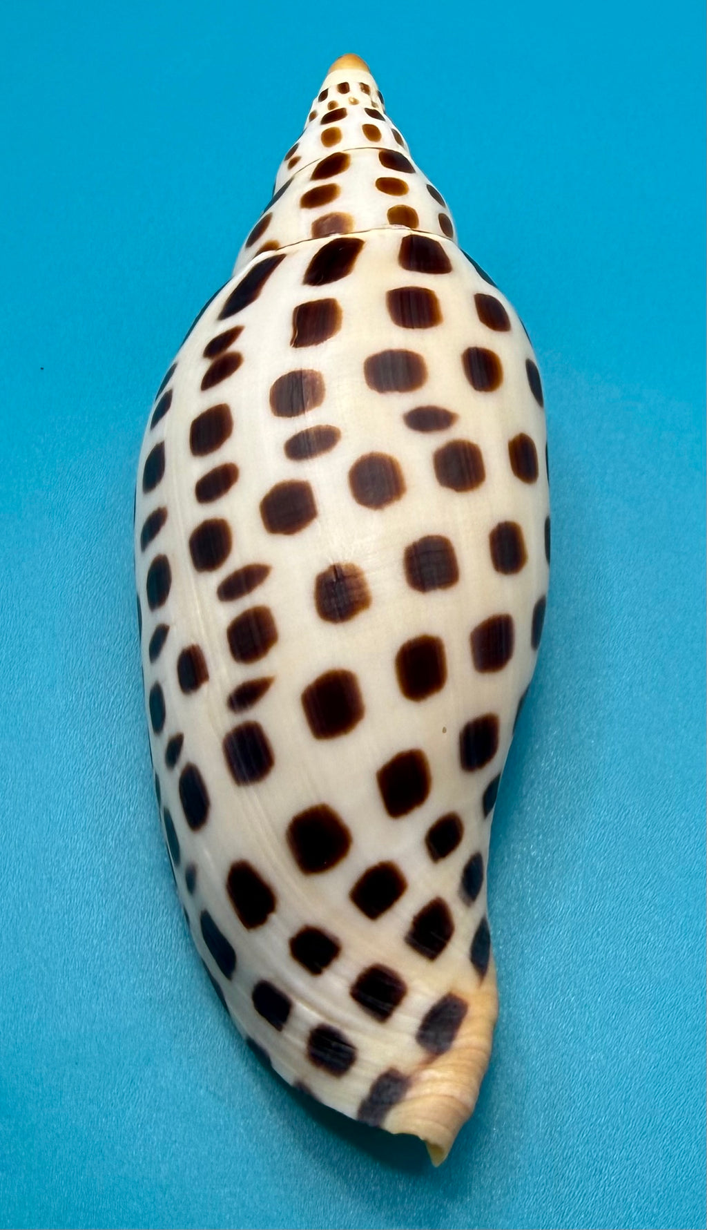 Scaphella mercedesae 116.8mm – Recently Described 2026 – Named for My Mother – Tortuga Terrace – Rivera Coll.