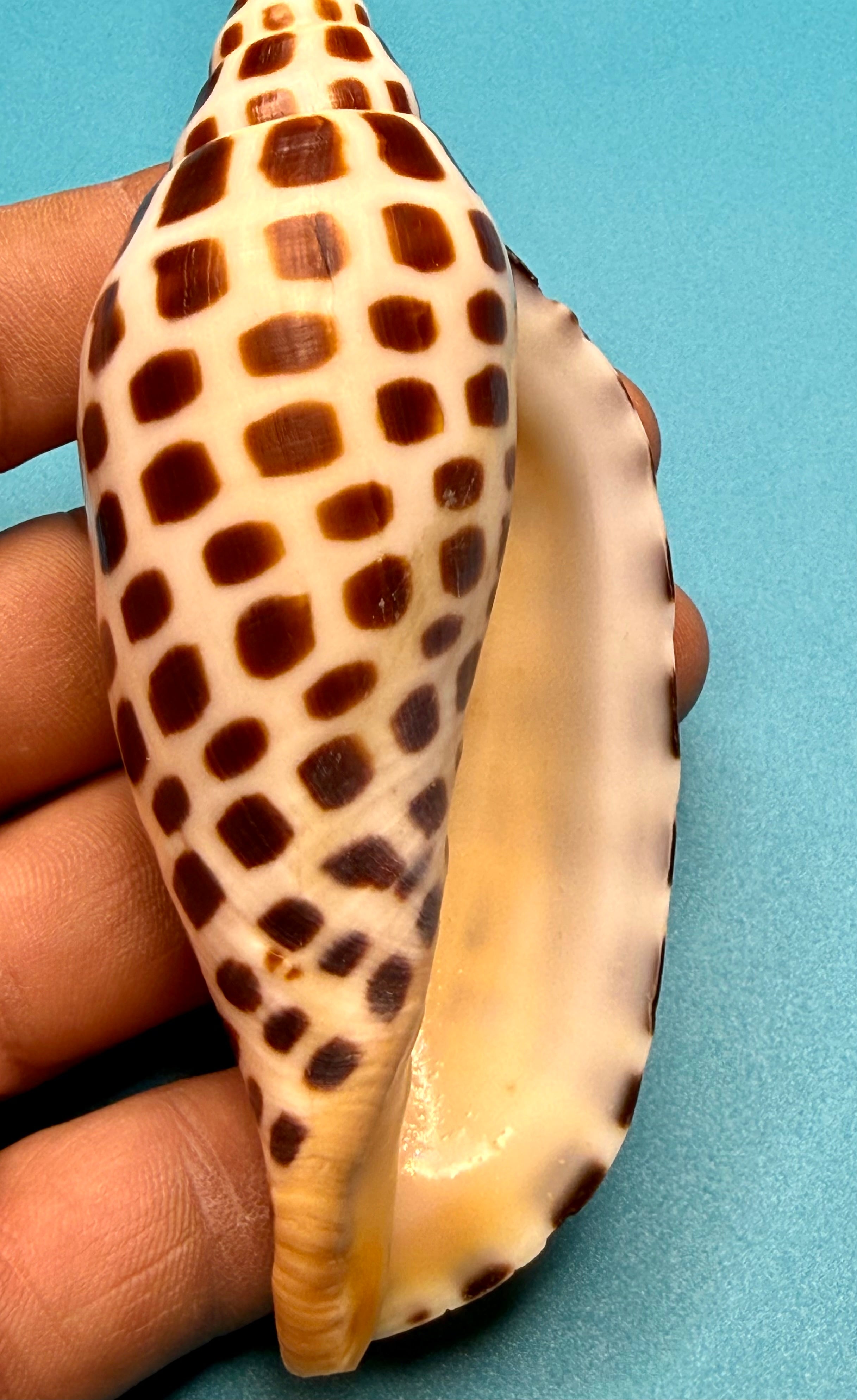 Scaphella junonia – Pulley Ridge, FL – 122.0 mm – #0643VOL-TSC