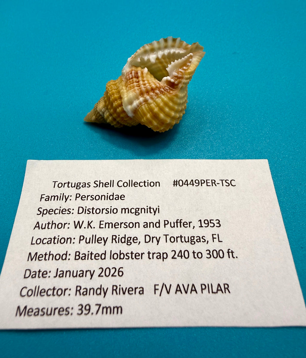 Distorsio mcgintyi – McGinty’s Distorsio – Pulley Ridge – 39.7mm