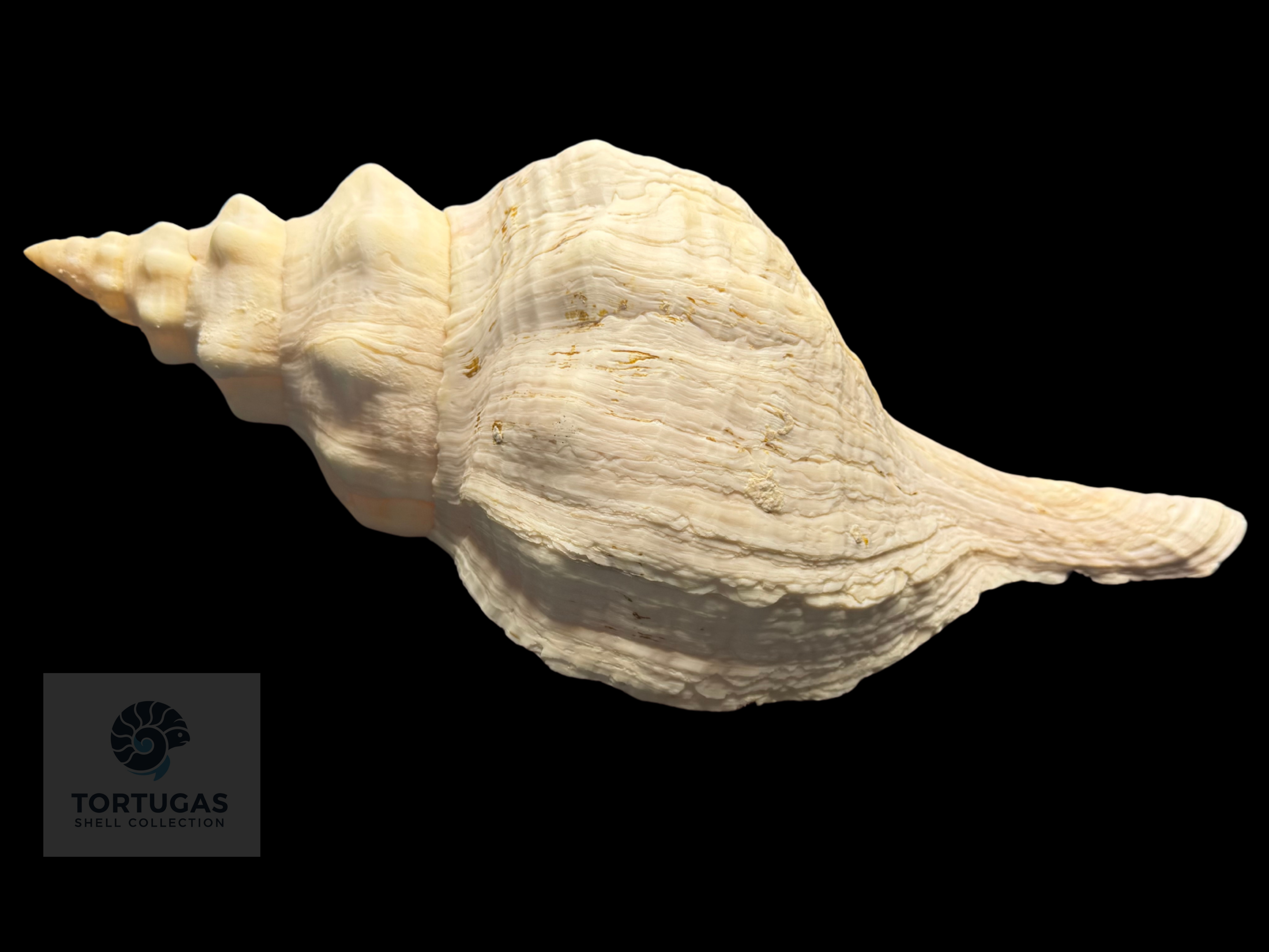 Triplofusus giganteus – Horse Conch – 16.50” (419 mm) – Operculum Included
