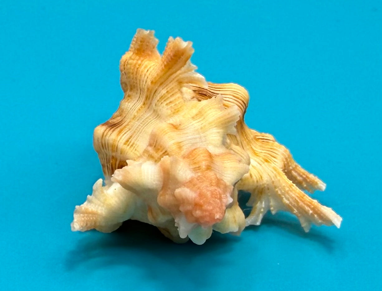 Chicoreus riverai 43.6mm – Pulley Ridge – TSC