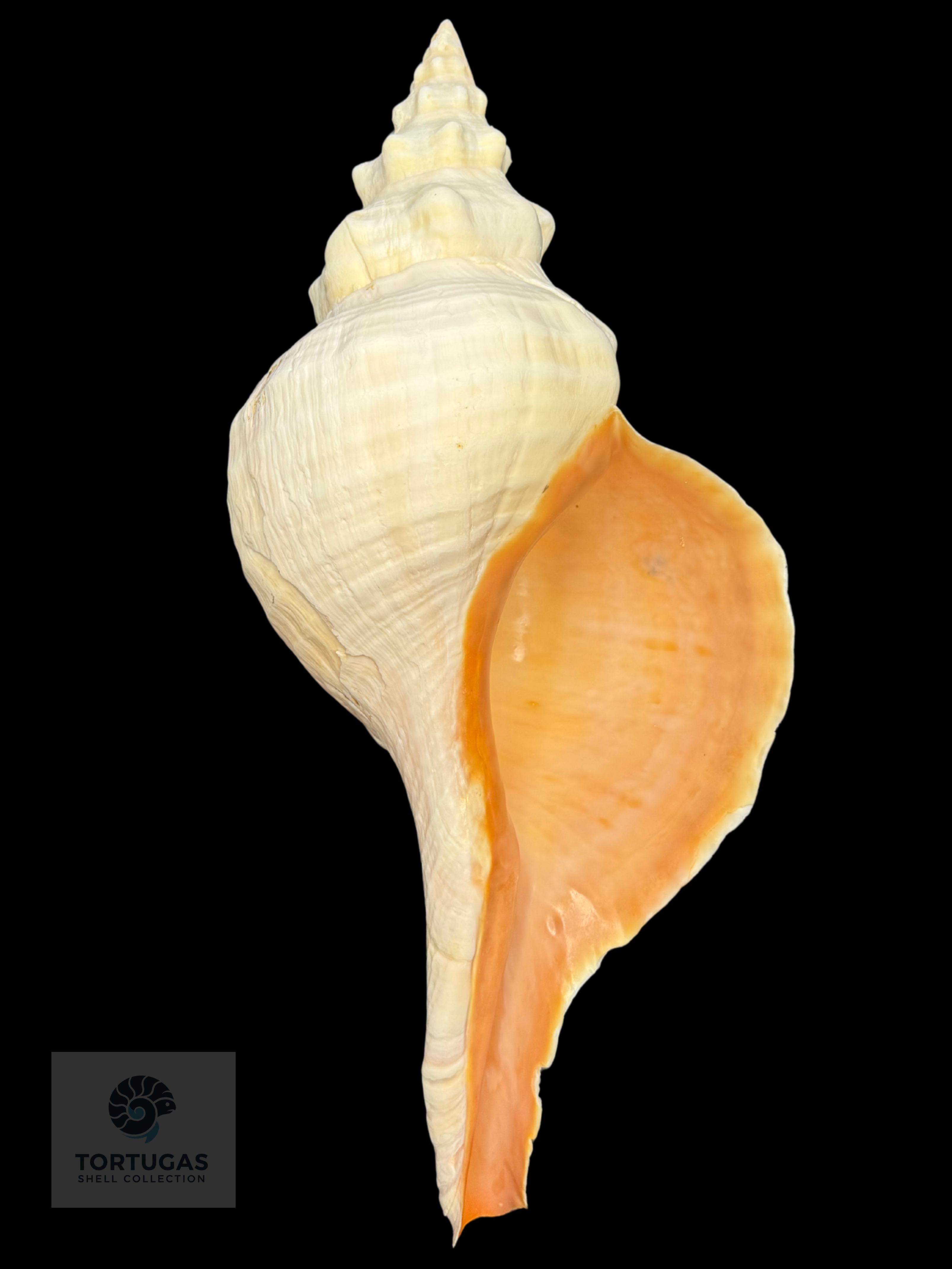 Triplofusus giganteus – Horse Conch – 16.50” (419 mm) – Operculum Included