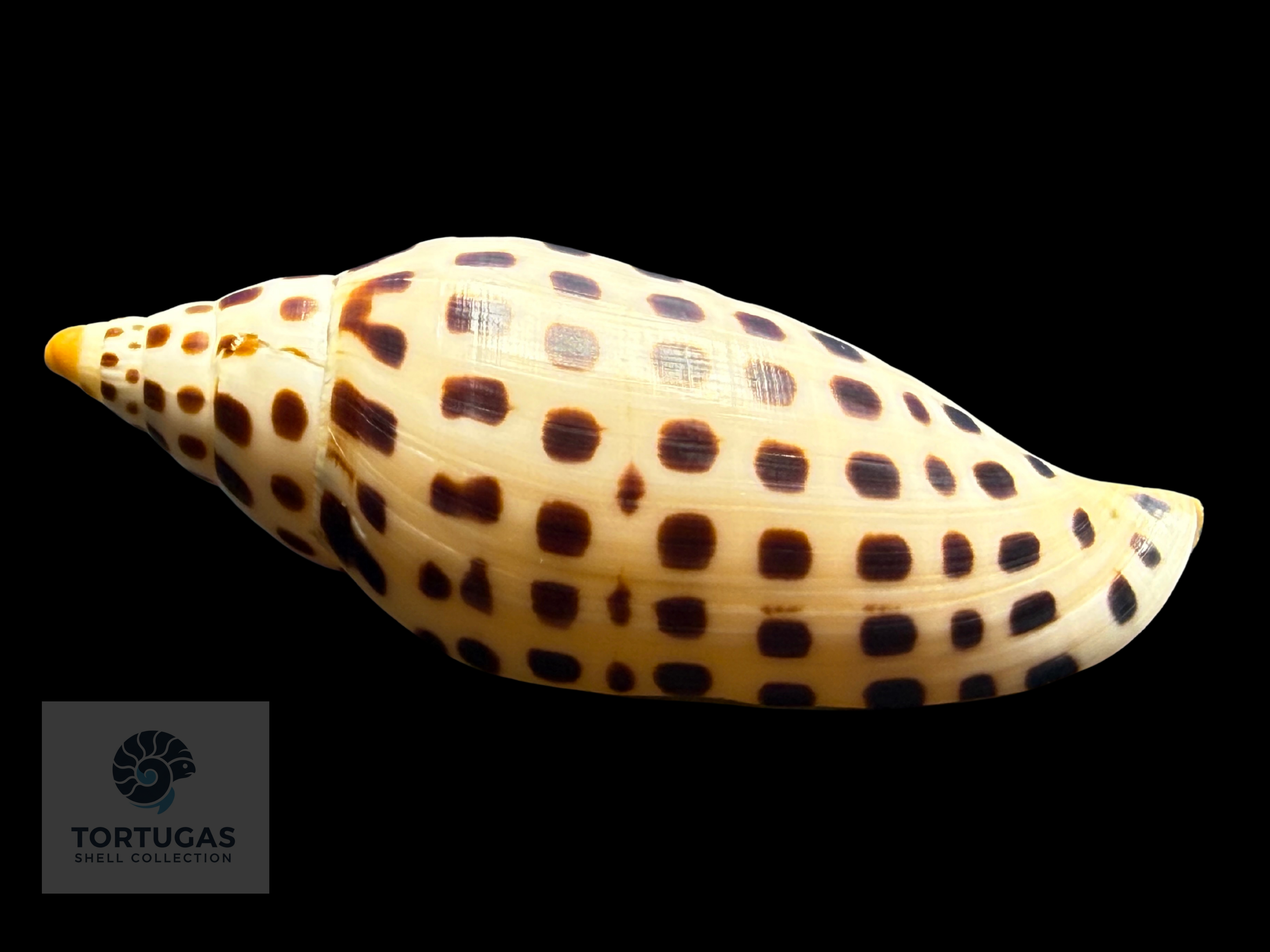 Scaphella mercedesae – 108.7 mm – TSC #0512VOL-TSC