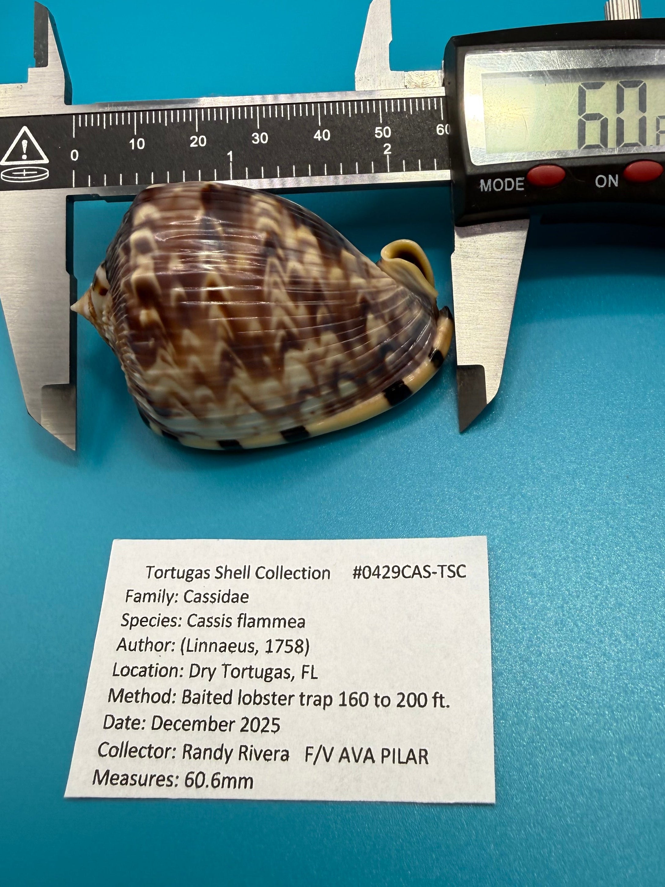 Cassis flammea 60.6mm – Dry Tortugas – Rivera Coll.