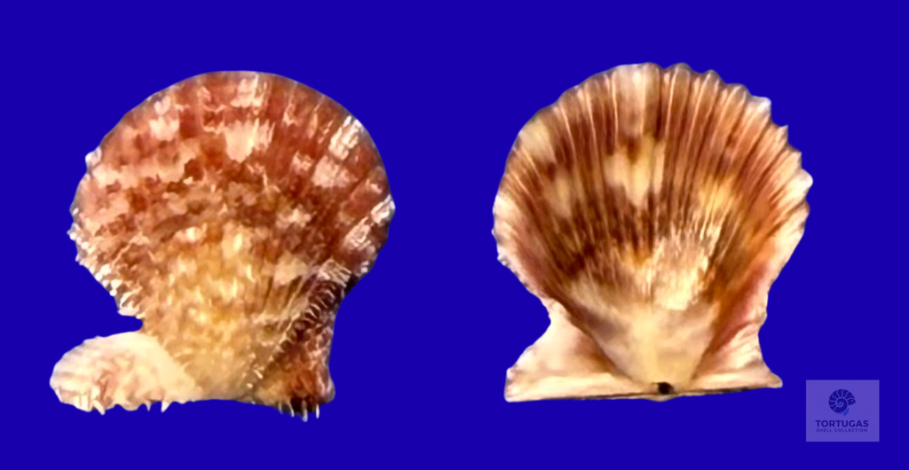 Lindapecten muscosus – Matched Pair – Dry Tortugas – 14.7mm