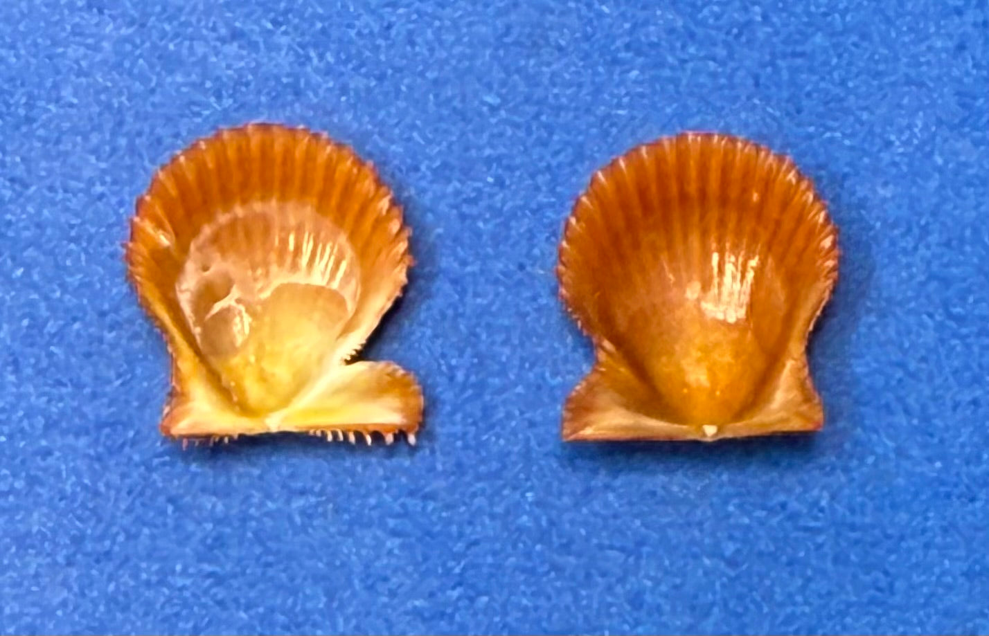 Lindapecten muscosus – Orange Form Matched Pair – Dry Tortugas – 13.4mm