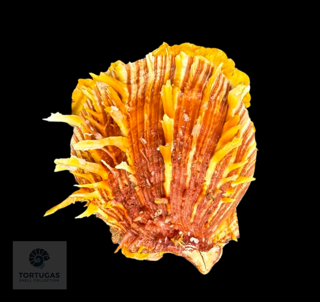 Spondylus tenuis – 67.6 mm – Panama City Beach, FL